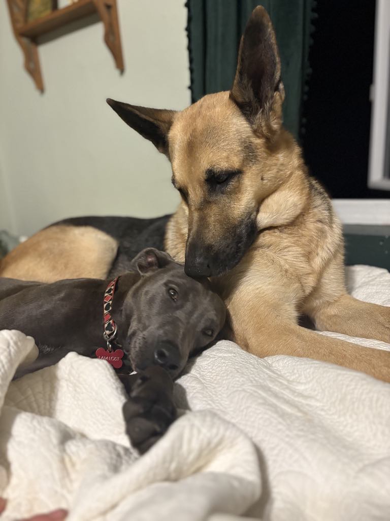 Enlarge Katrina, a Adopted Weimaraner in Fryeburg, ME image 5/6
