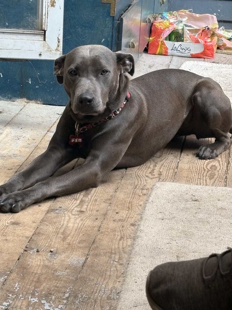 Enlarge Katrina, a Adopted Weimaraner in Fryeburg, ME image 6/6