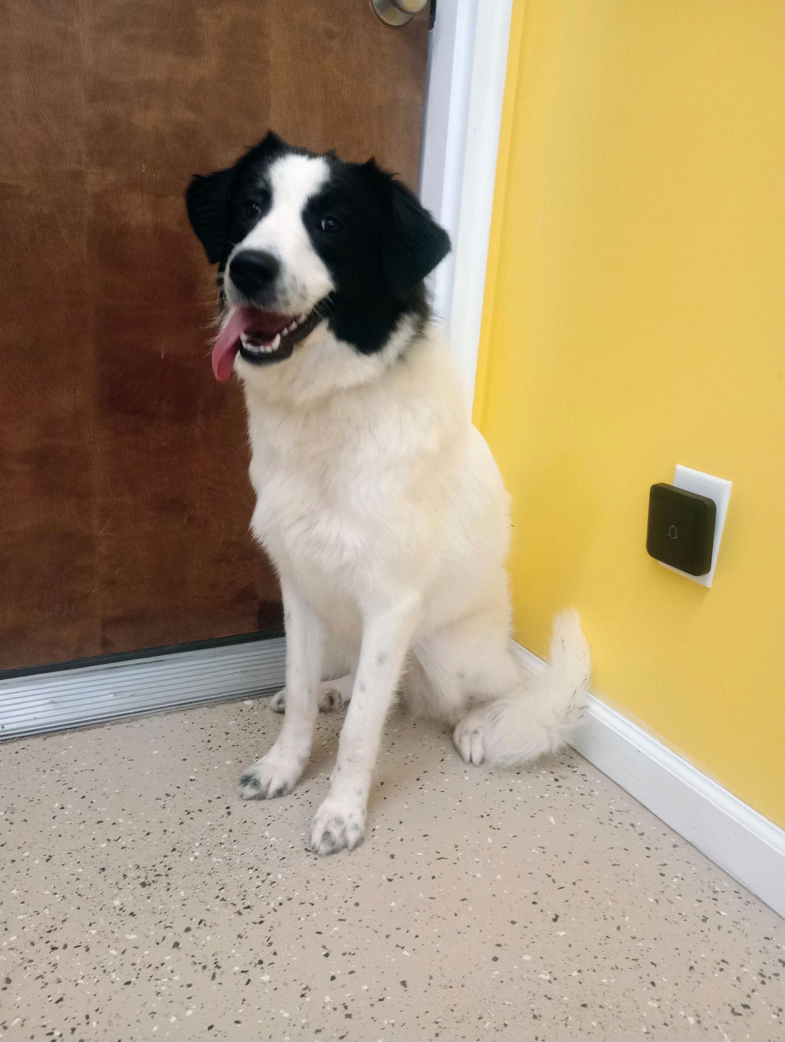 Enlarge Joni, a Adoptable mixed breed in York, SC image 1/3