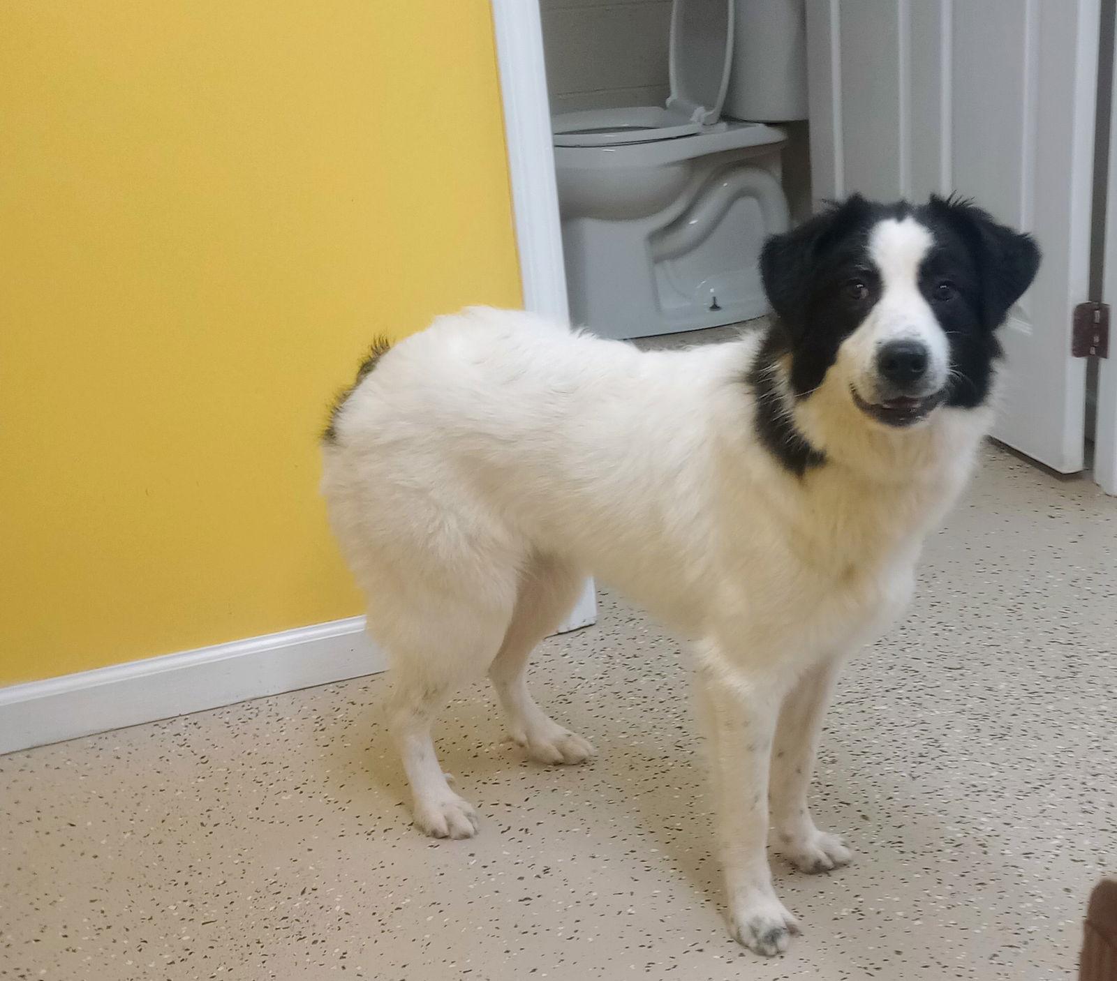 Joni, Adoptable, Young Female Great Pyrenees & Labrador Retriever.