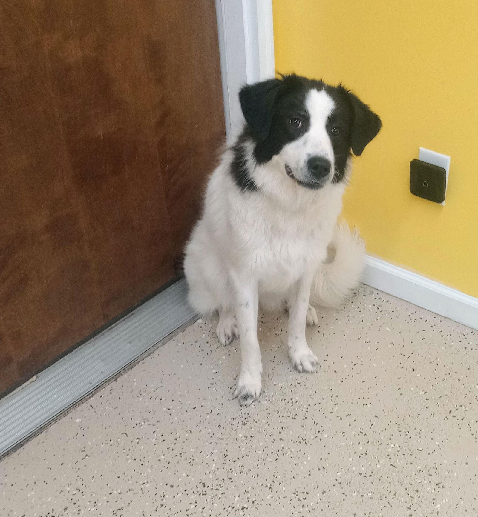 Enlarge Joni, a Adoptable mixed breed in York, SC image 3/3