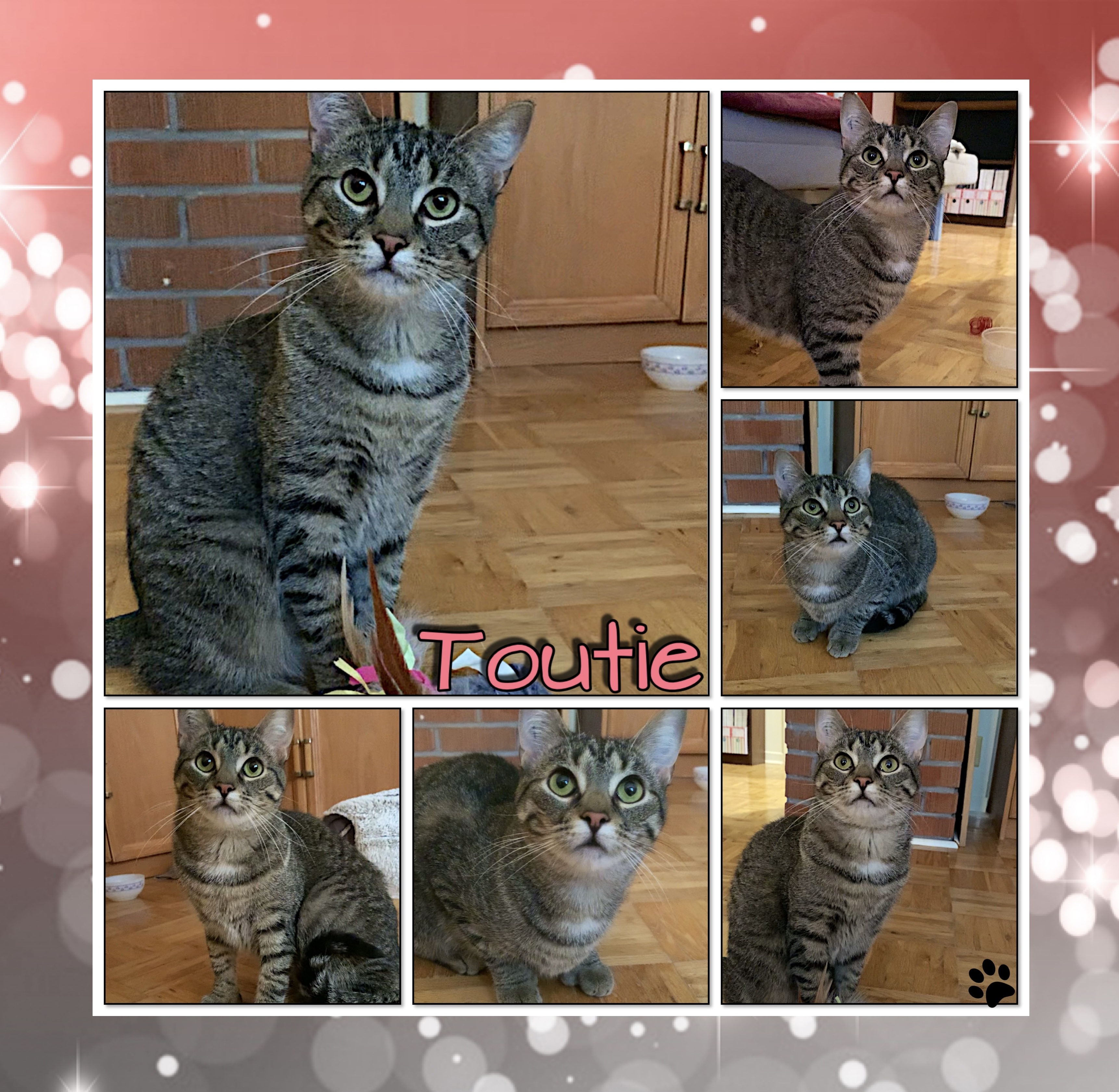 Toutie, Adopted, Young Female Domestic Short Hair.