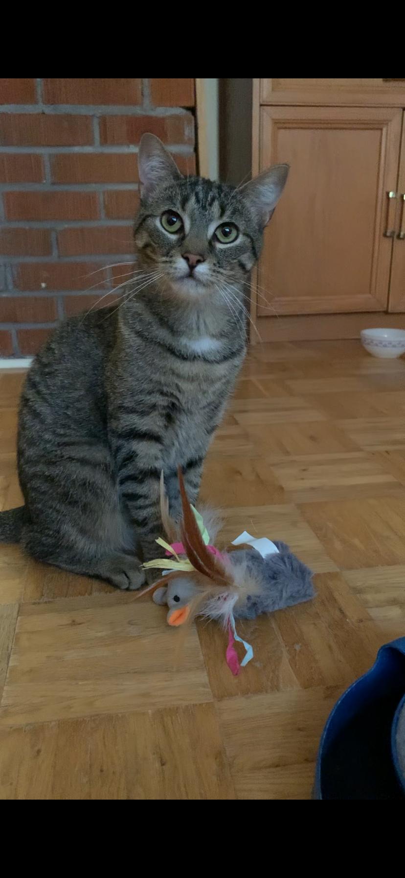 Enlarge Toutie, a Adopted Domestic Short Hair in Beloeil, QC image 2/2