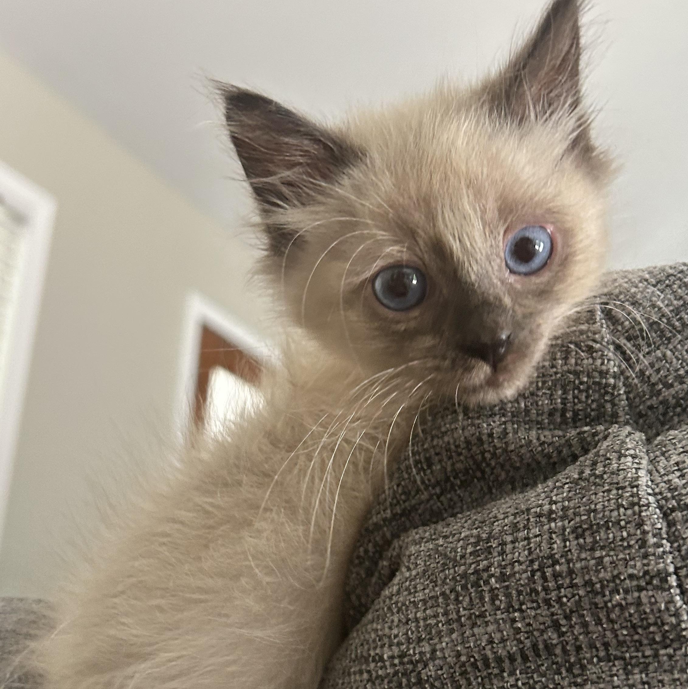 Bjorn, adopted, Kitten Male Siamese & Domestic Medium Hair.