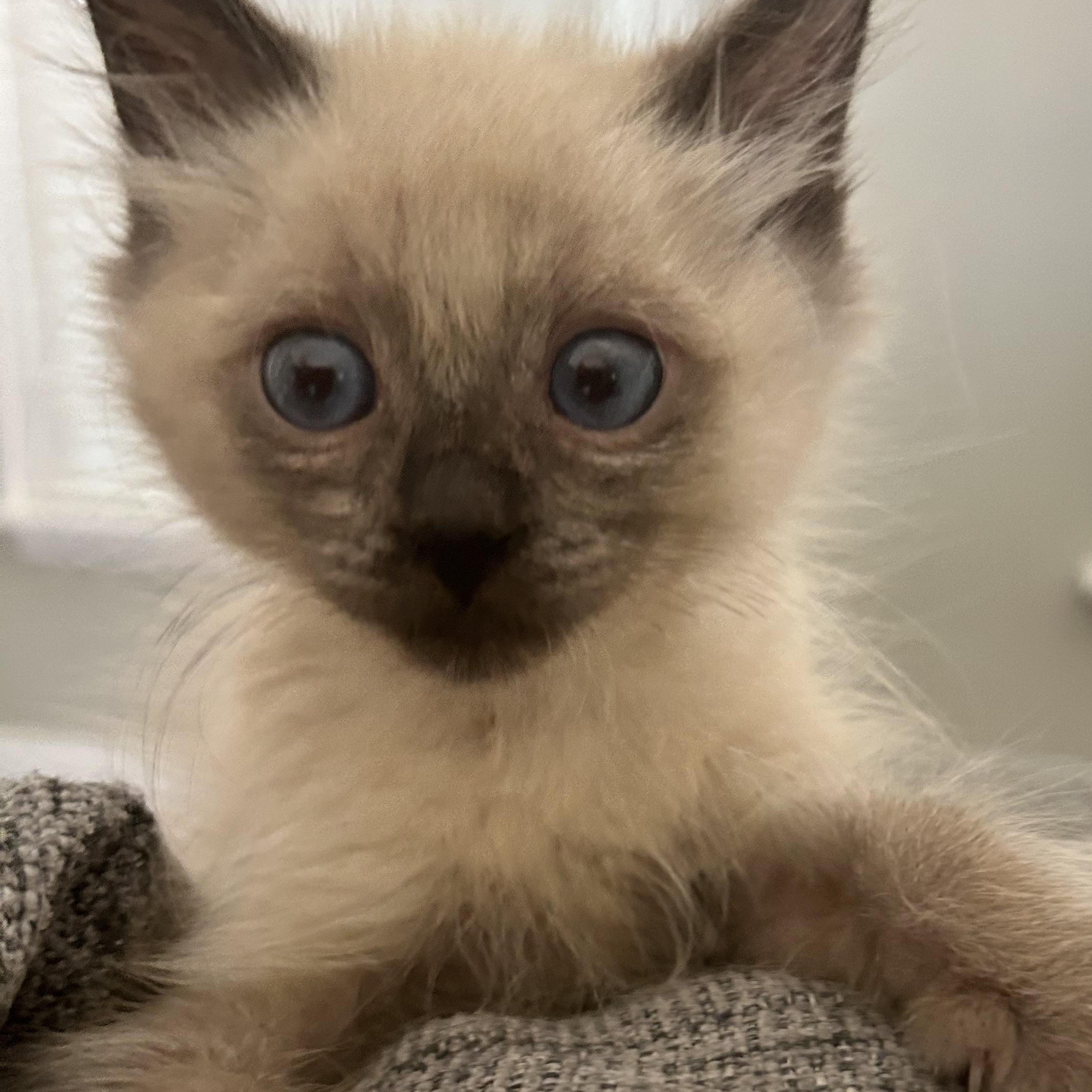 Enlarge Bjorn, an adopted mixed breed in Lilburn, GA image 2/5