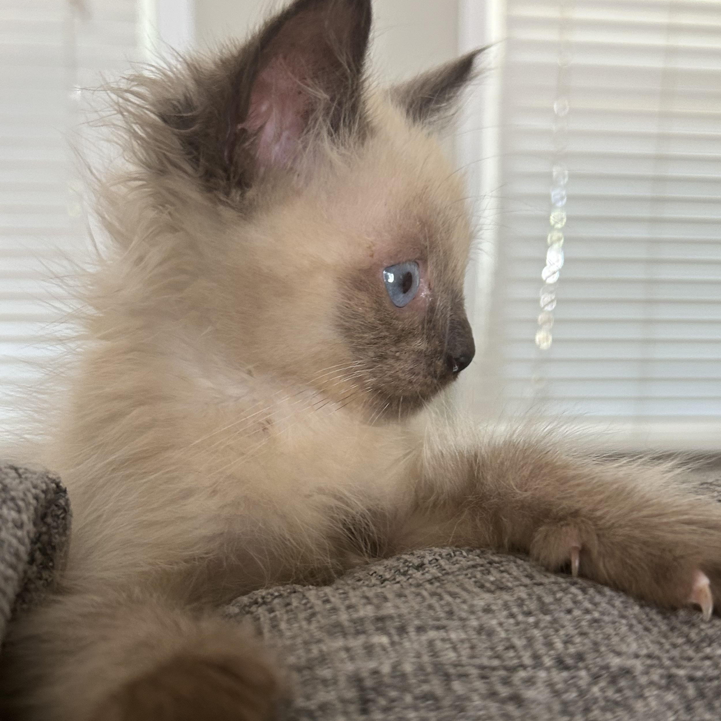 Enlarge Bjorn, an adopted mixed breed in Lilburn, GA image 4/5