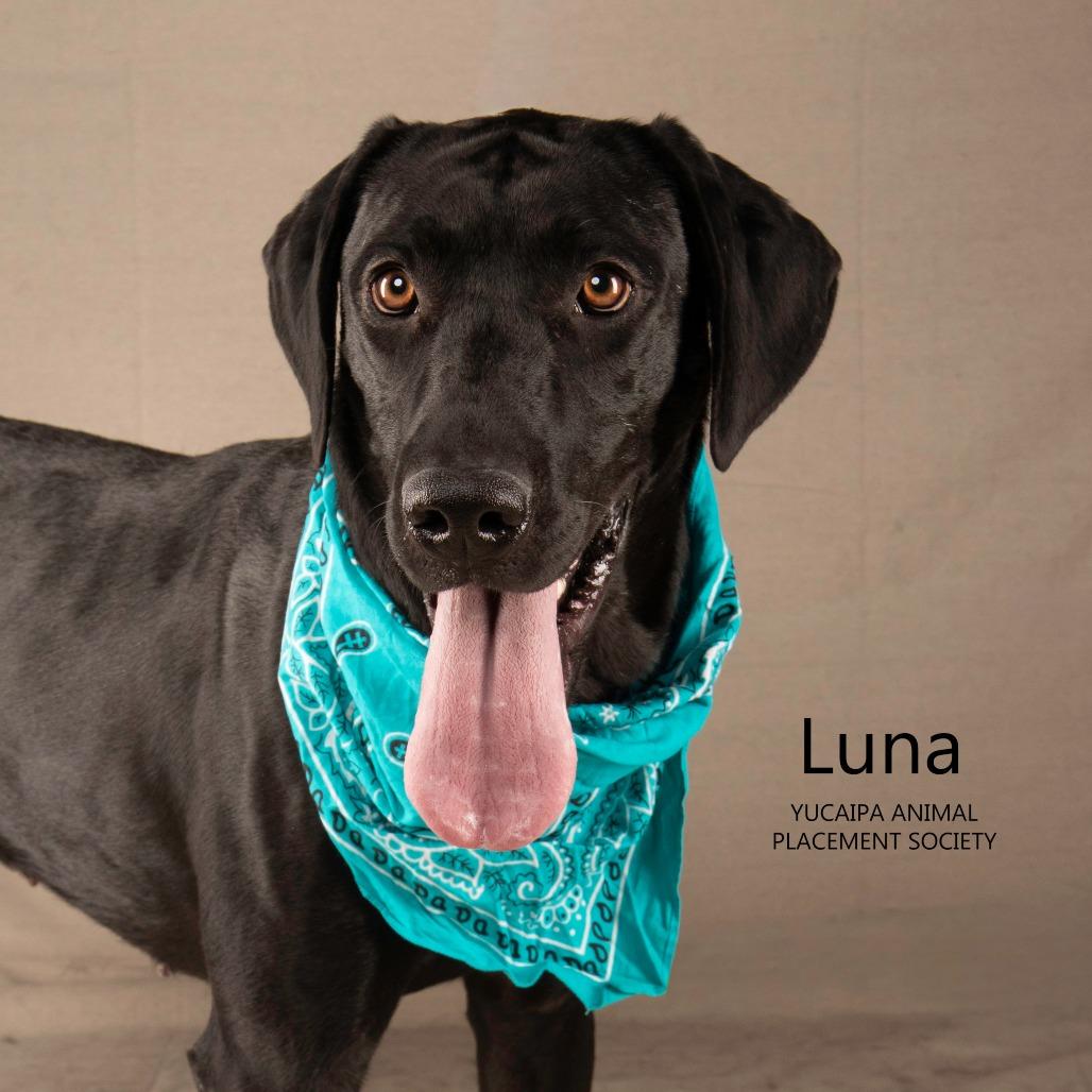 Luna, Adoptable, Adult Female Great Dane & Black Labrador Retriever.
