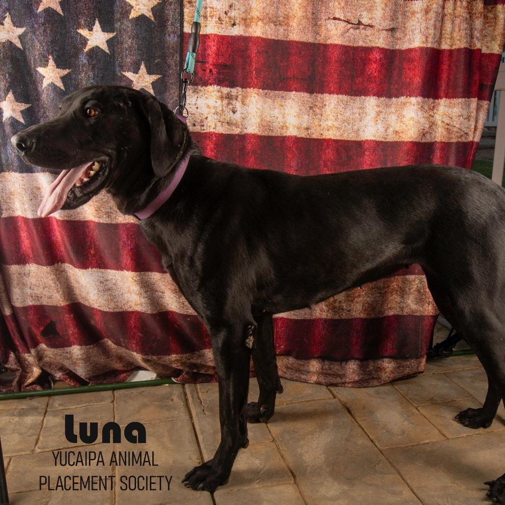 Luna, a Adoptable mixed breed in Yucaipa, CA image 2/4