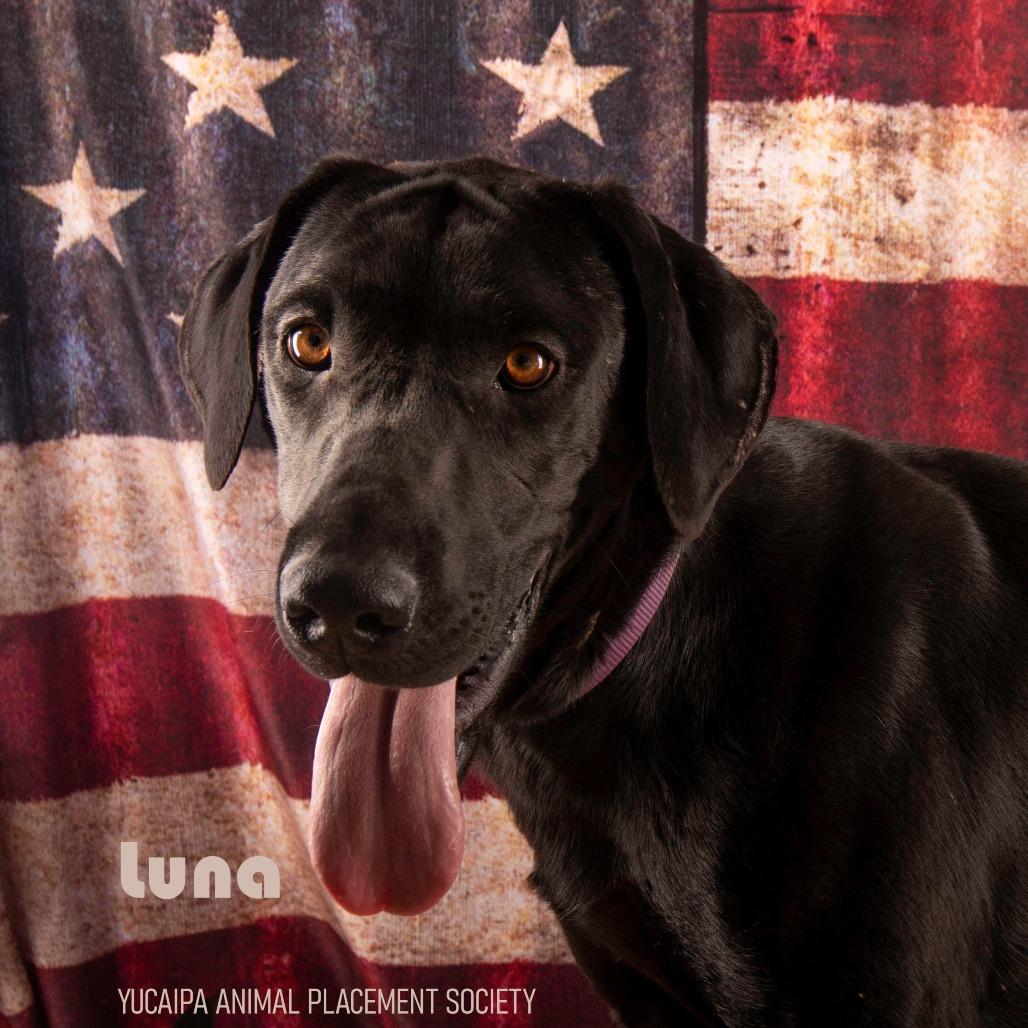 Luna, a Adoptable mixed breed in Yucaipa, CA image 3/4