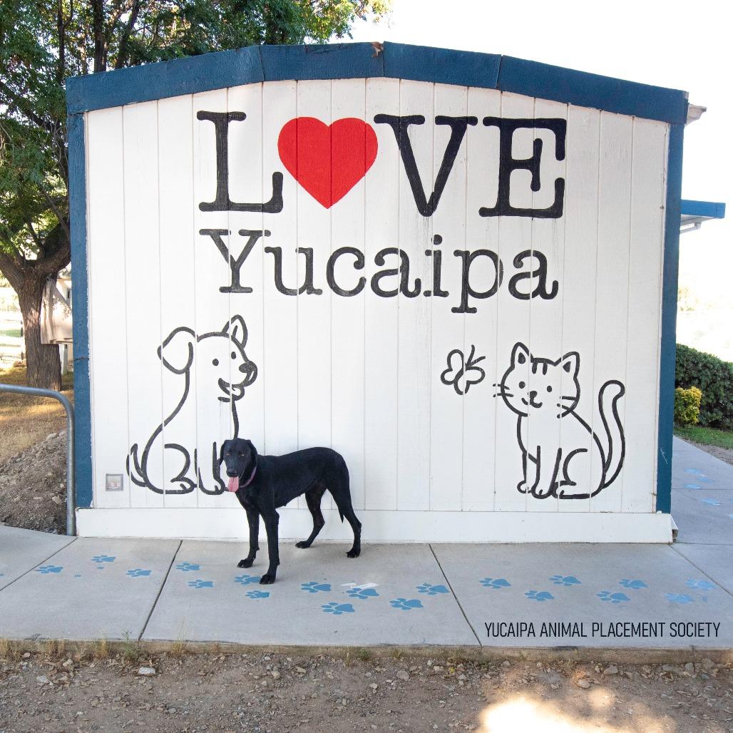 Luna, a Adoptable mixed breed in Yucaipa, CA image 4/4