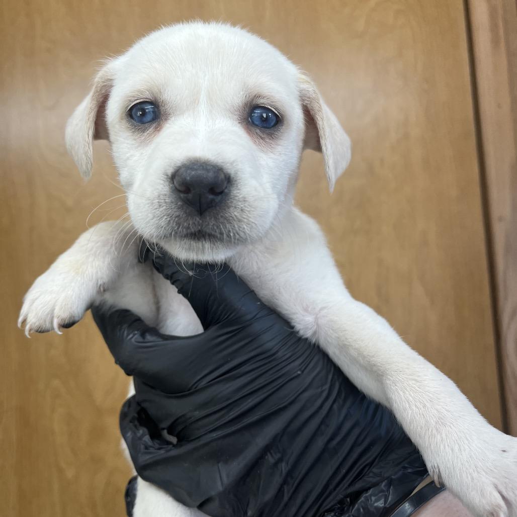 Enlarge Merida D26-078, a Adoptable mixed breed in Lebanon, TN image 2/2