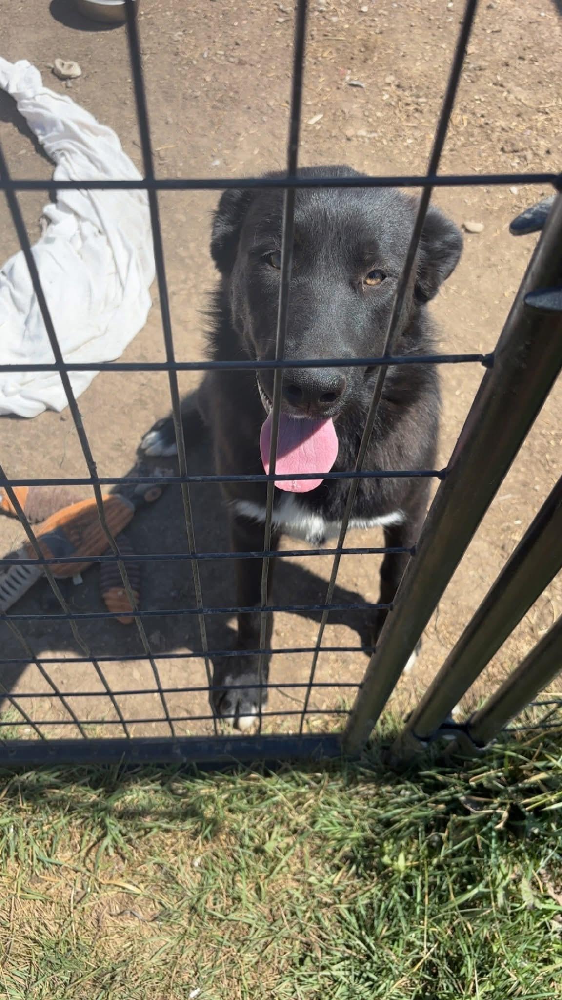 Sansa, an adoptable Mixed Breed in Wilsall, MT, 59086 | Photo Image 1