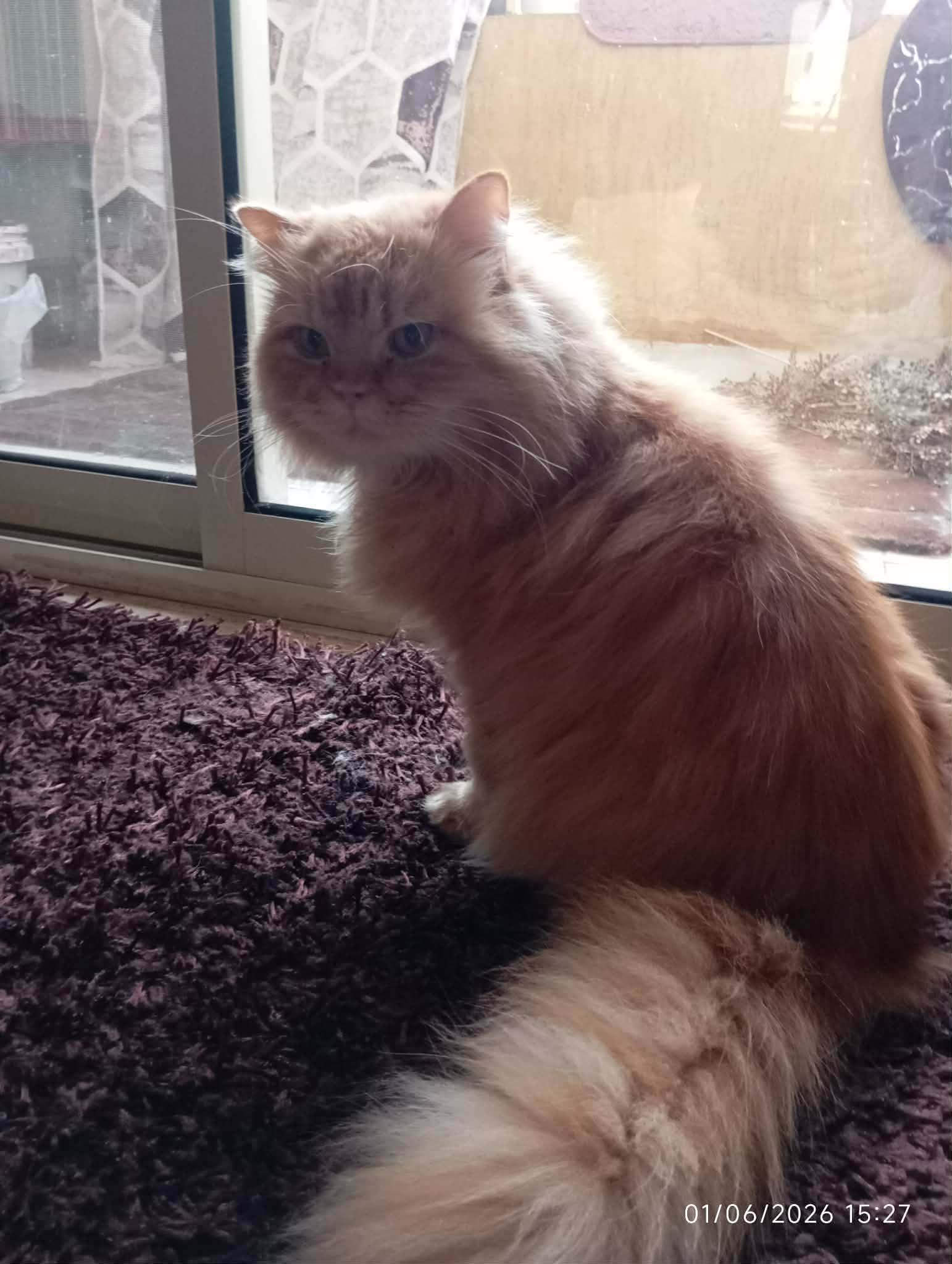 Simone- 3 Legs, Adoptable, Adult Male Persian & Himalayan.
