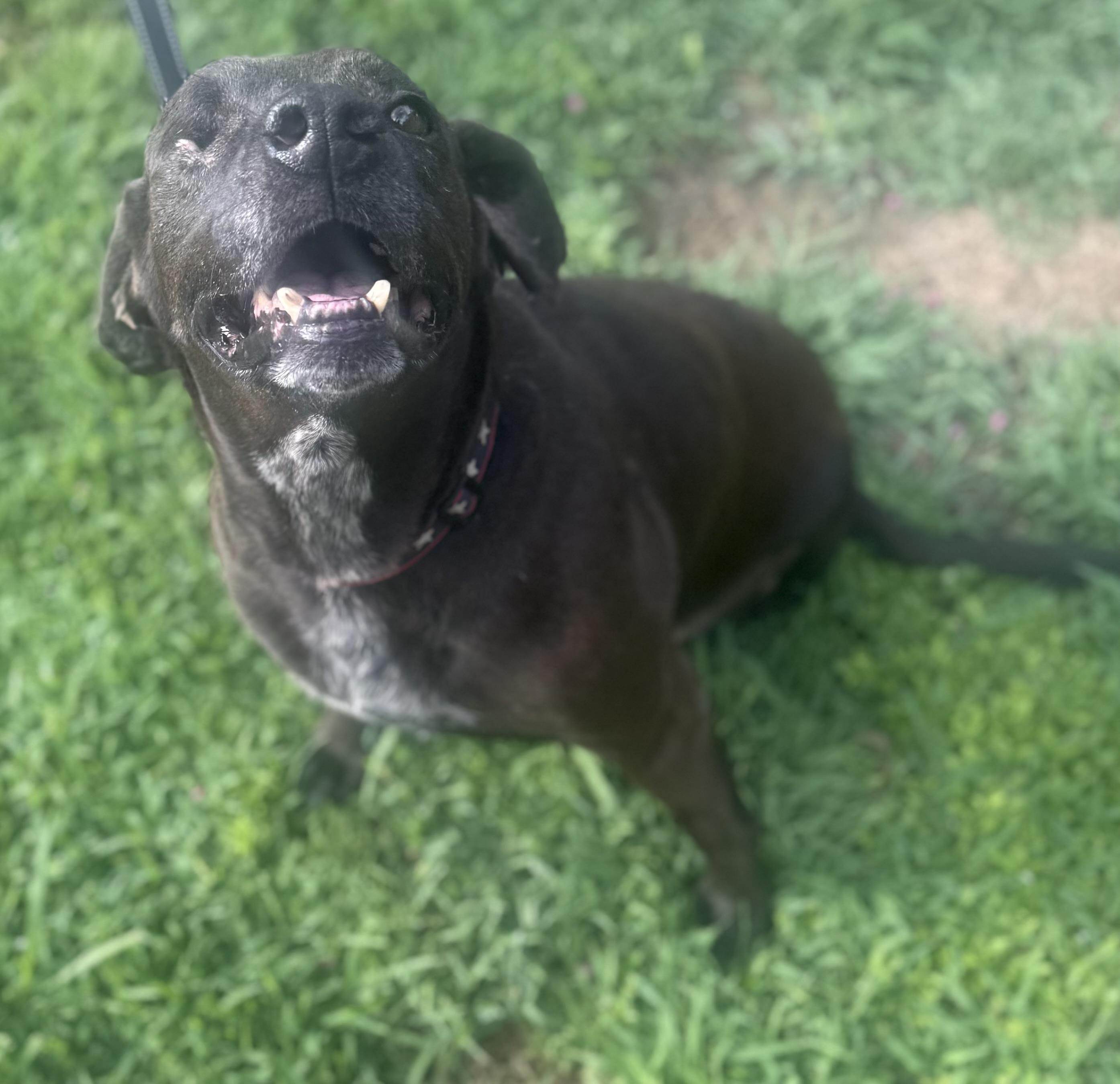 Grundy, a Adoptable mixed breed in Hartselle, AL image 3/3