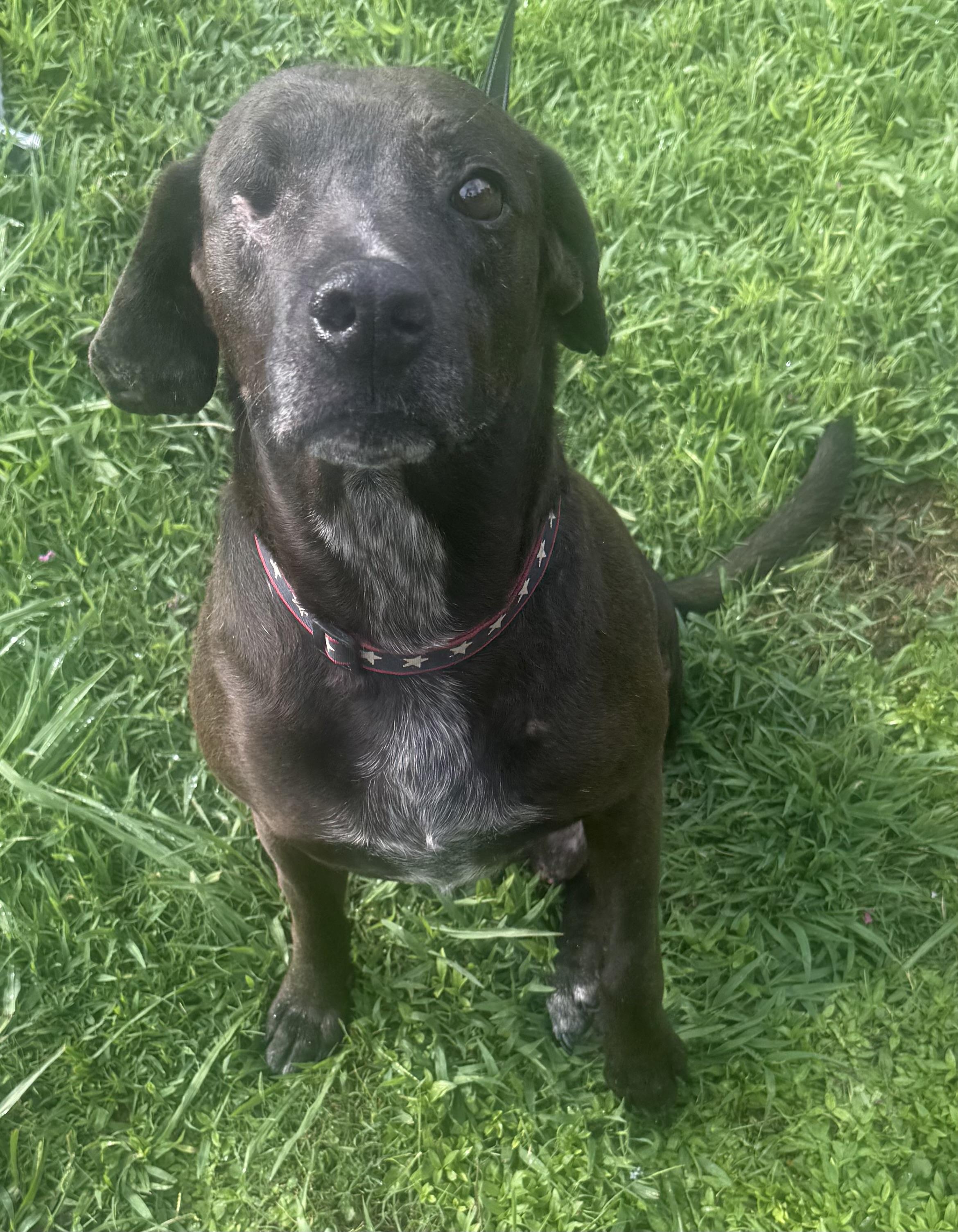 Grundy, a Adoptable mixed breed in Hartselle, AL image 1/3