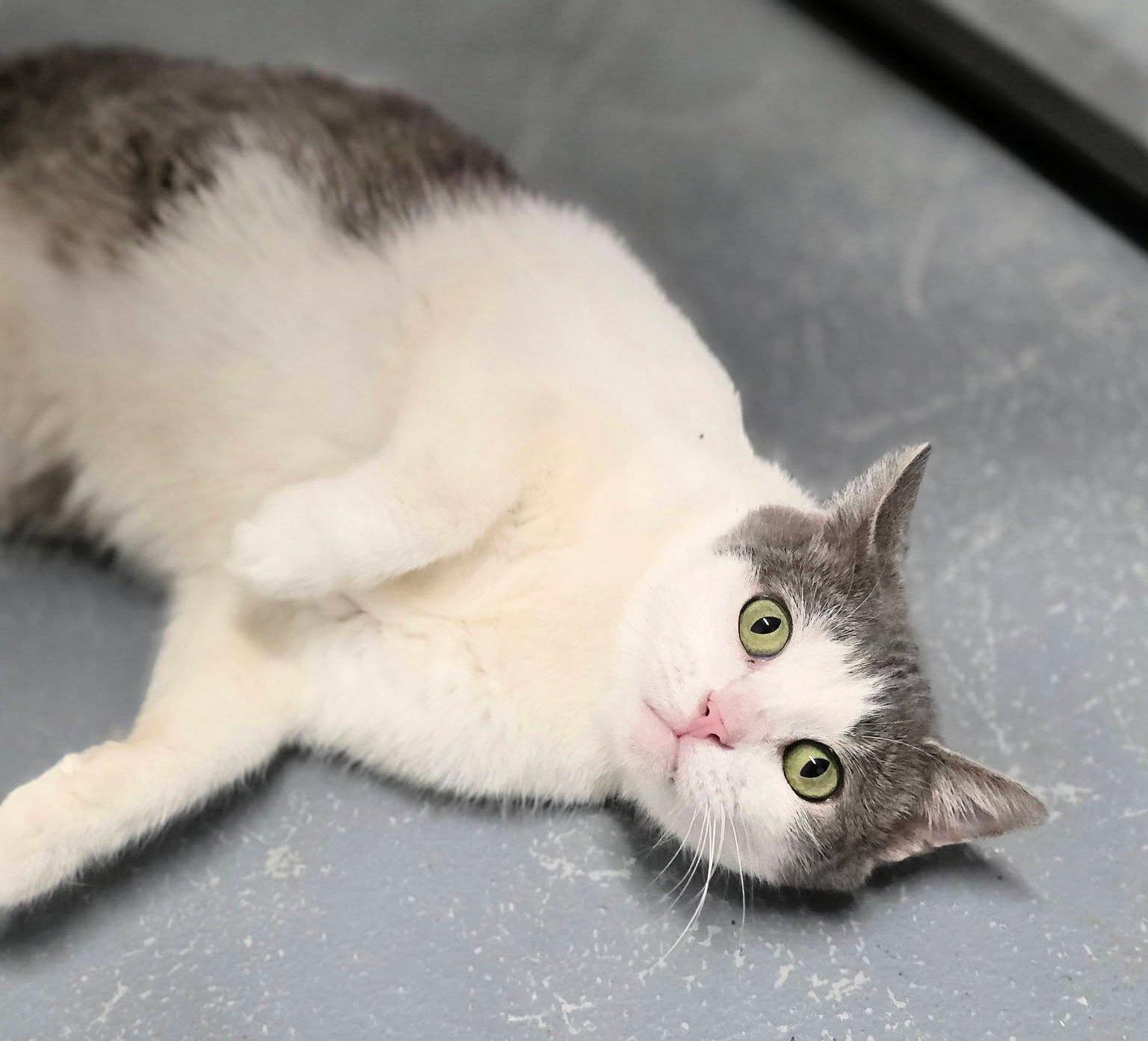 Enlarge Tabby, a ADOPTABLE Domestic Short Hair in Shelby, MI image 1/1