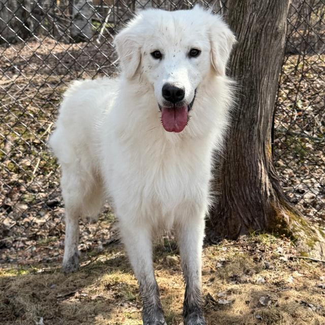Enlarge Eirwyn (25-231), a ADOPTABLE mixed breed in Minnetonka, MN image 2/6