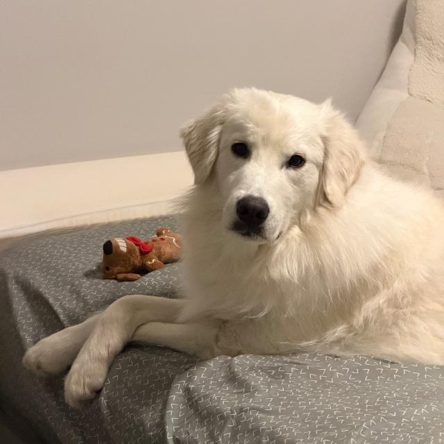 Enlarge Eirwyn (25-231), a ADOPTABLE mixed breed in Minnetonka, MN image 3/6