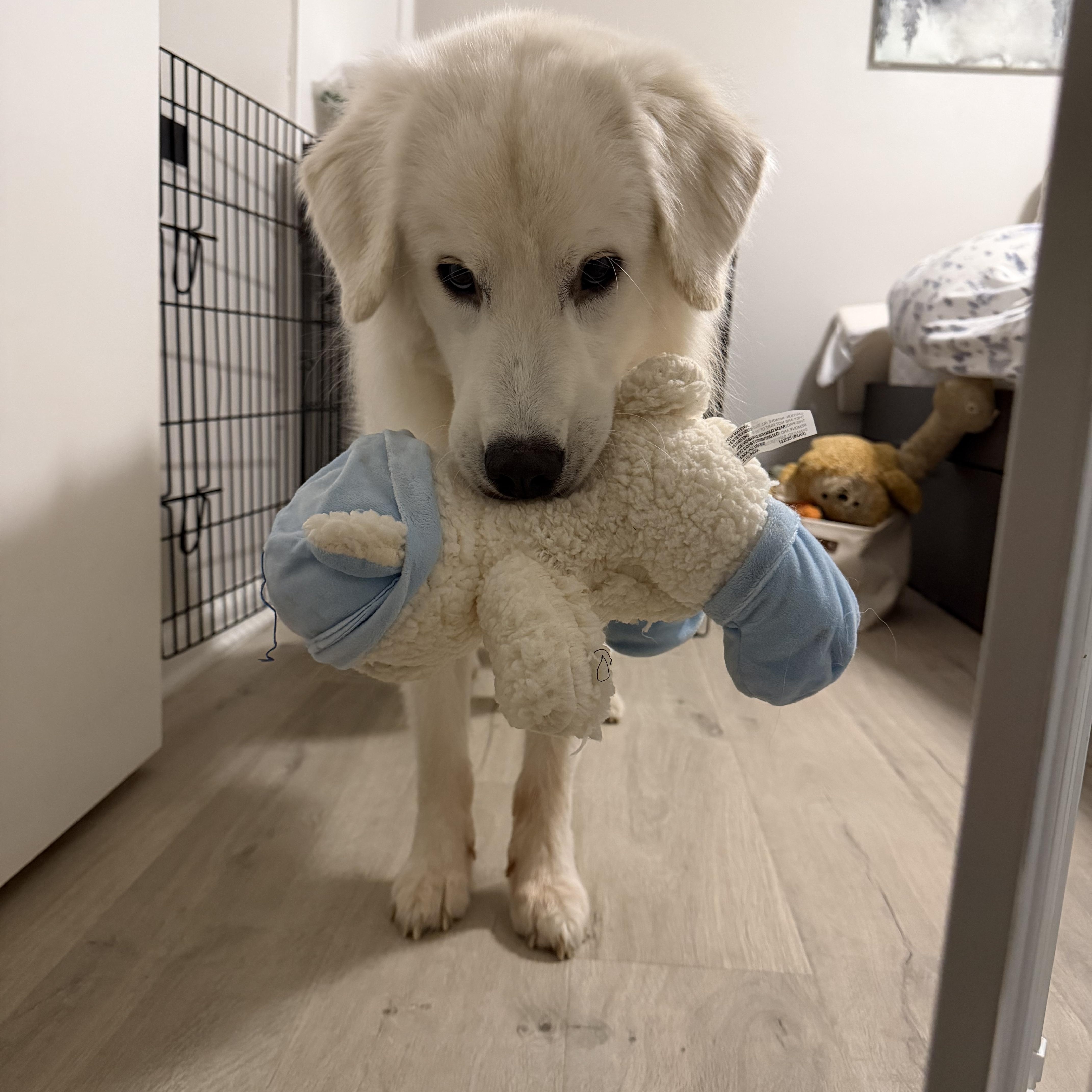 Eirwyn (25-231), ADOPTABLE, Adult Male Golden Retriever & Great Pyrenees.