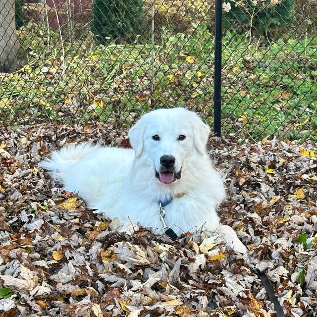 Eirwyn (25-231), ADOPTABLE, Adult Male Golden Retriever & Great Pyrenees.
