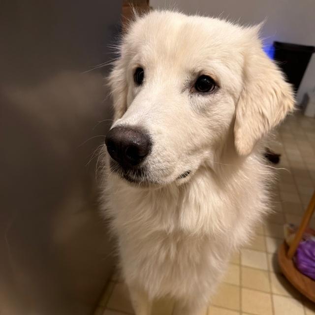 Enlarge Eirwyn (25-231), a ADOPTABLE mixed breed in Minnetonka, MN image 3/5