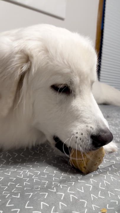 Enlarge Eirwyn (25-231), a ADOPTABLE mixed breed in Minnetonka, MN video 4/5