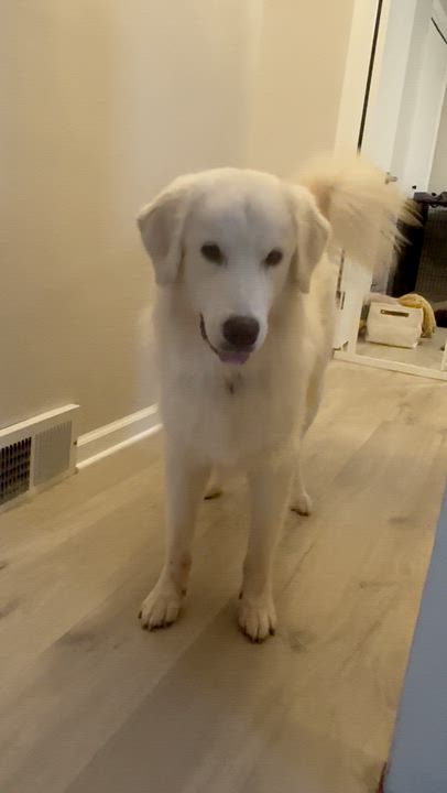 Enlarge Eirwyn (25-231), a ADOPTABLE mixed breed in Minnetonka, MN video 5/5