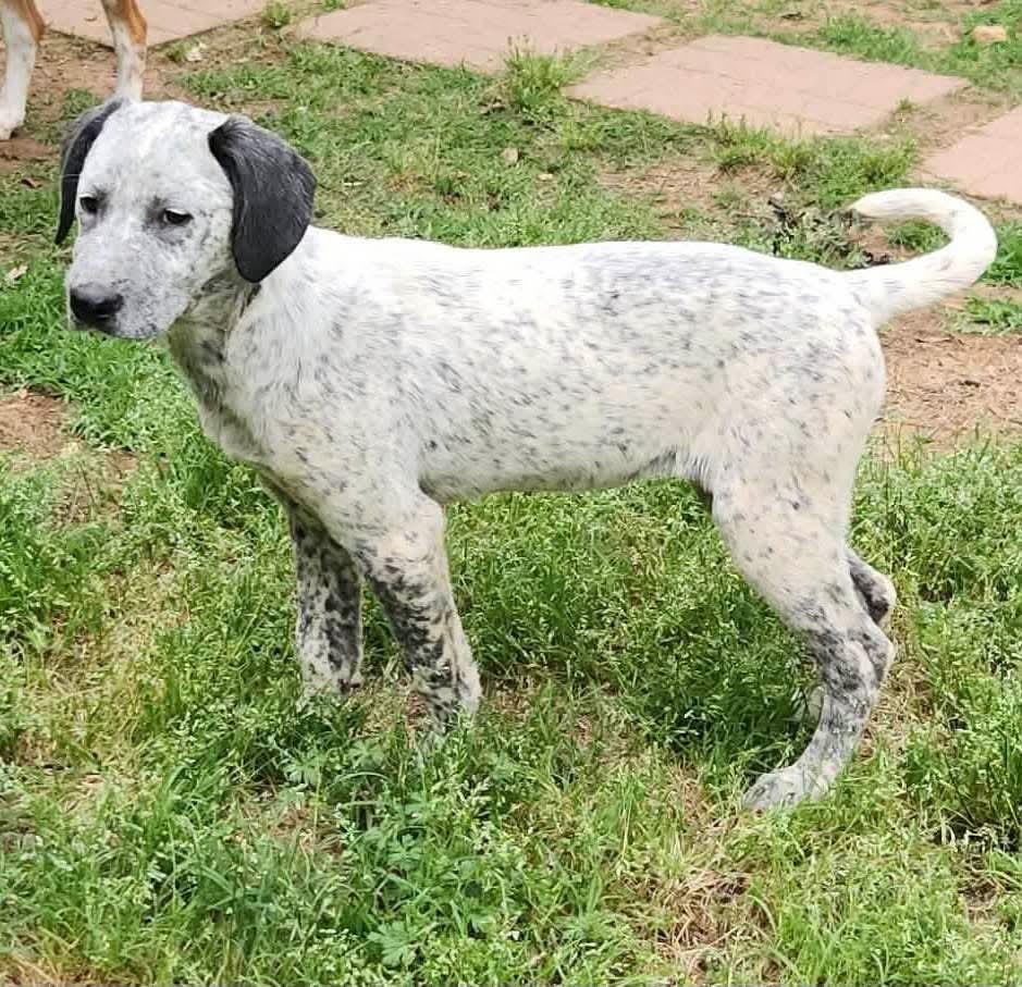 Missy, Adopted, Young Female Australian Cattle Dog / Blue Heeler & Labrador Retriever.