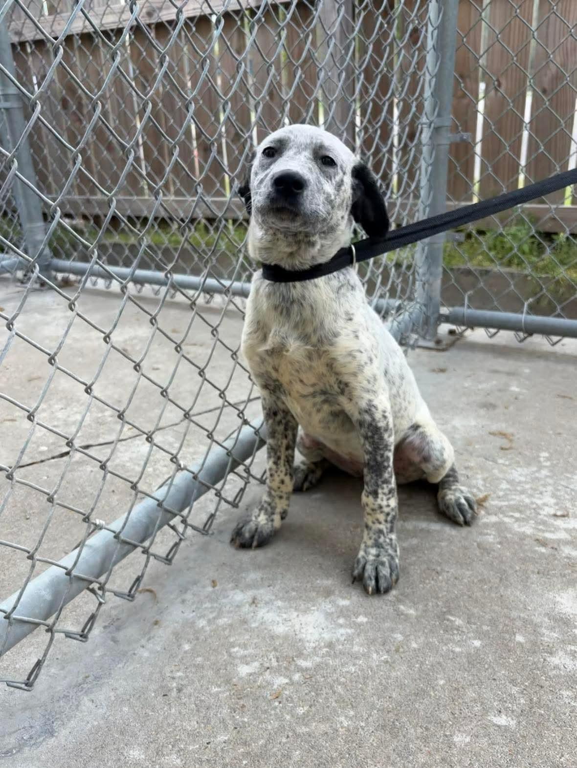 Enlarge Missy, a Adopted mixed breed in Bradenton, FL image 2/4