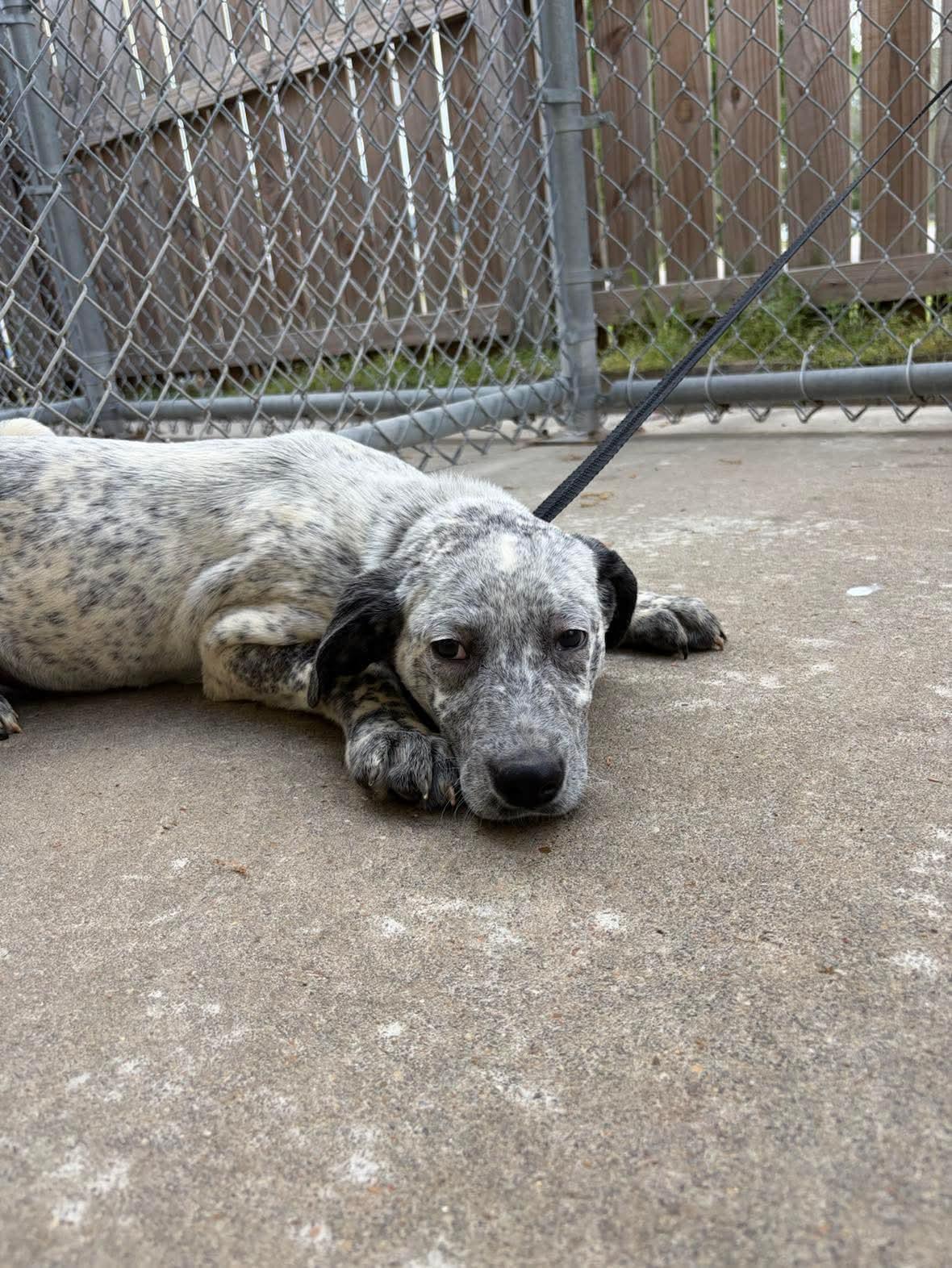 Enlarge Missy, a Adopted mixed breed in Bradenton, FL image 4/4