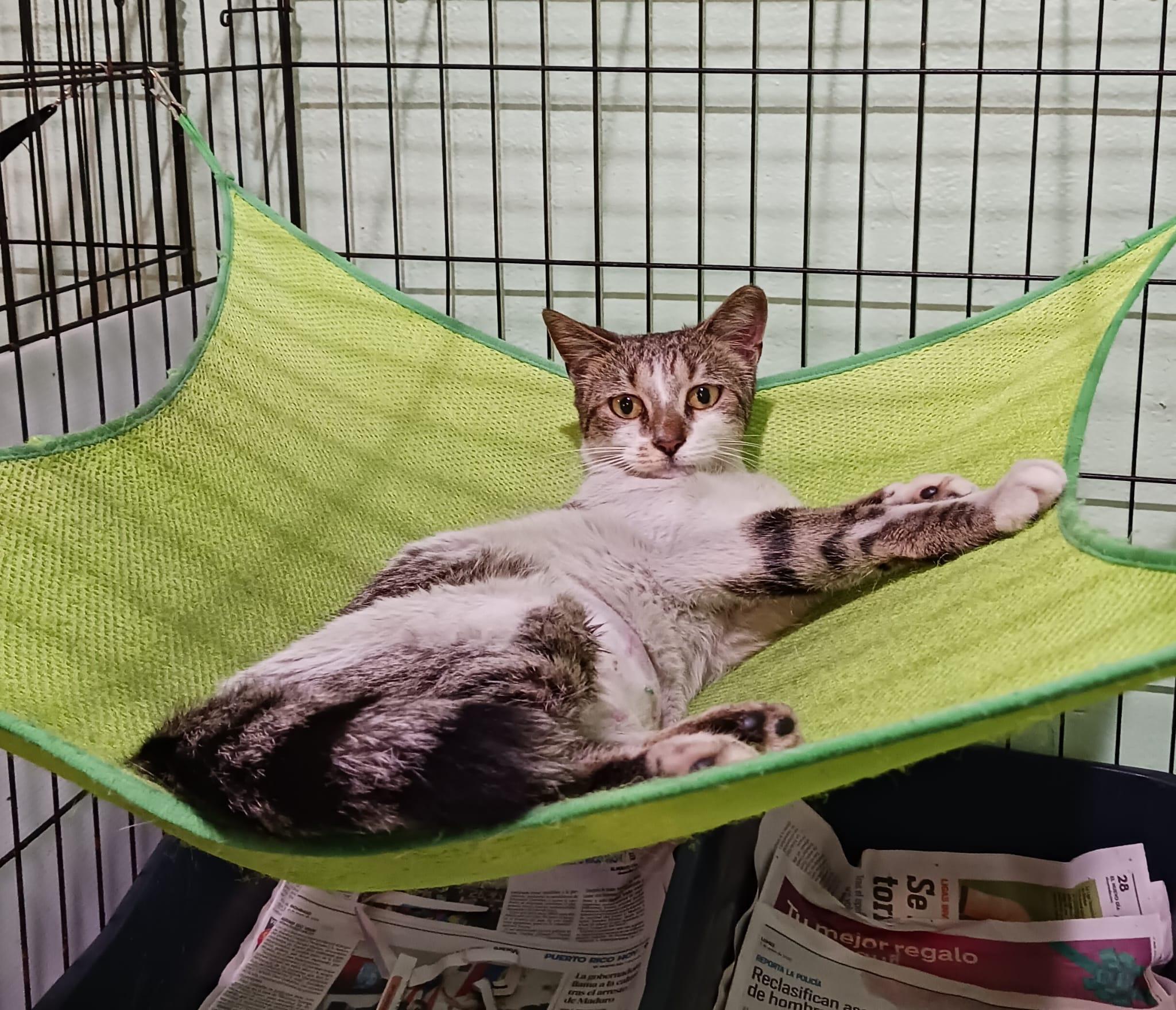 Sue, a Adoptable Domestic Short Hair in Boston, MA image 5/6