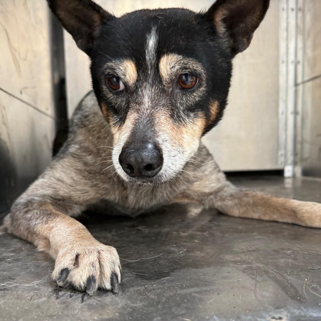 Gertrude — thumbnail 2