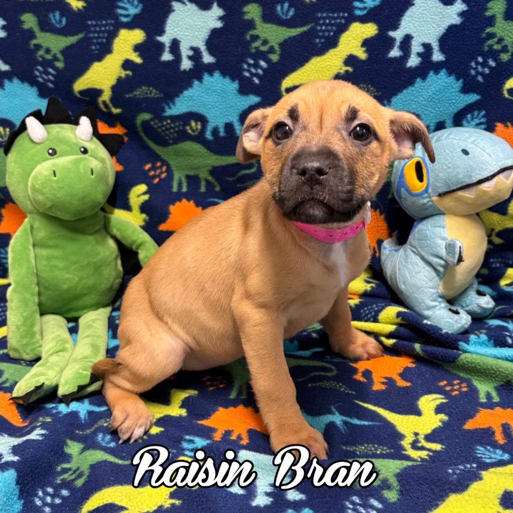Raisin Bran, a Adoptable mixed breed in Hillsboro, OH image 1/2