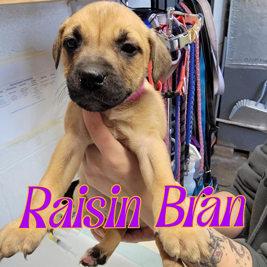 Raisin Bran, a Adoptable mixed breed in Hillsboro, OH image 2/2