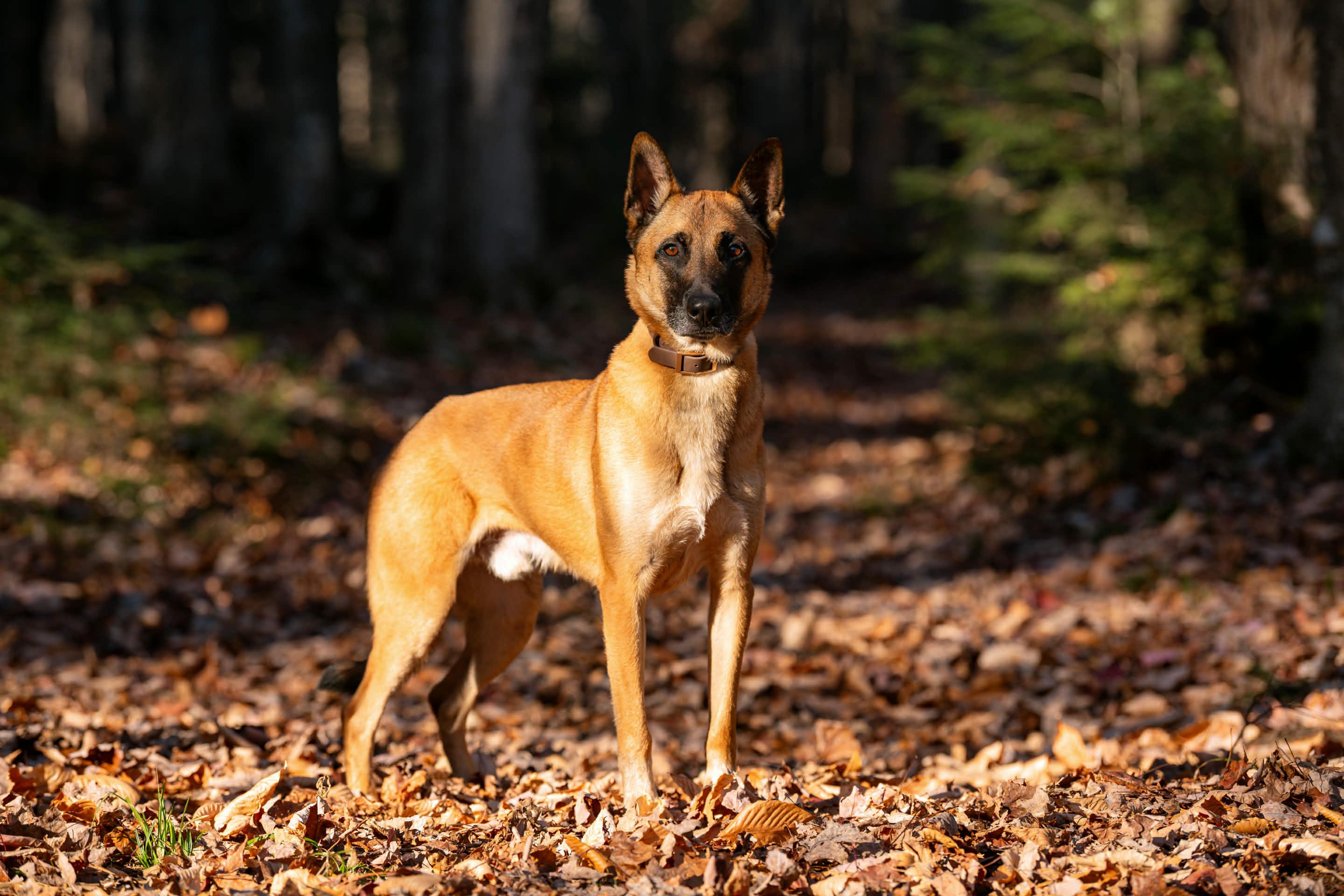 Enlarge Soup, a Adoptable Belgian Shepherd / Malinois in Montreal, QC image 4/6