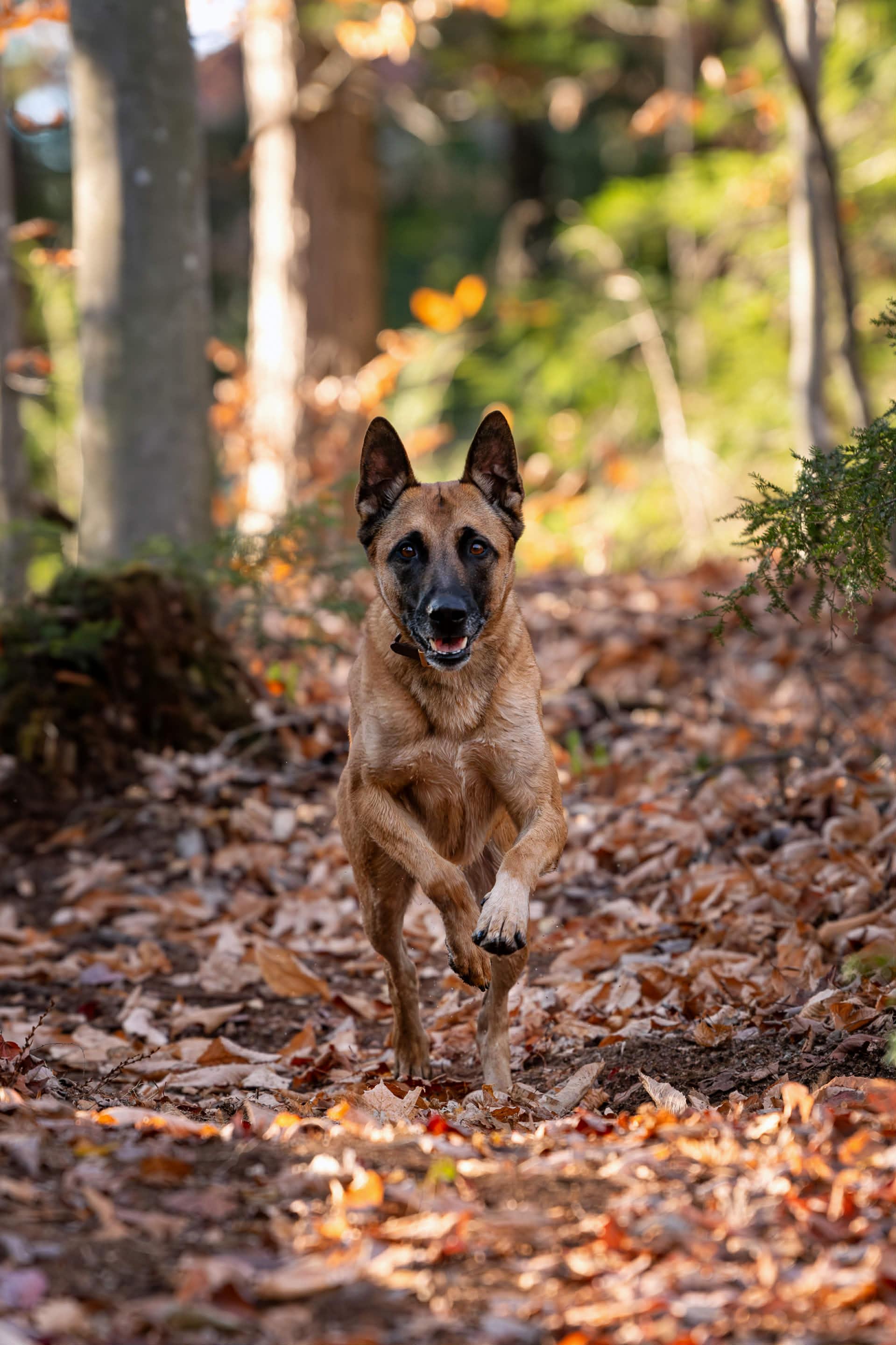 Enlarge Soup, a Adoptable Belgian Shepherd / Malinois in Montreal, QC image 3/6