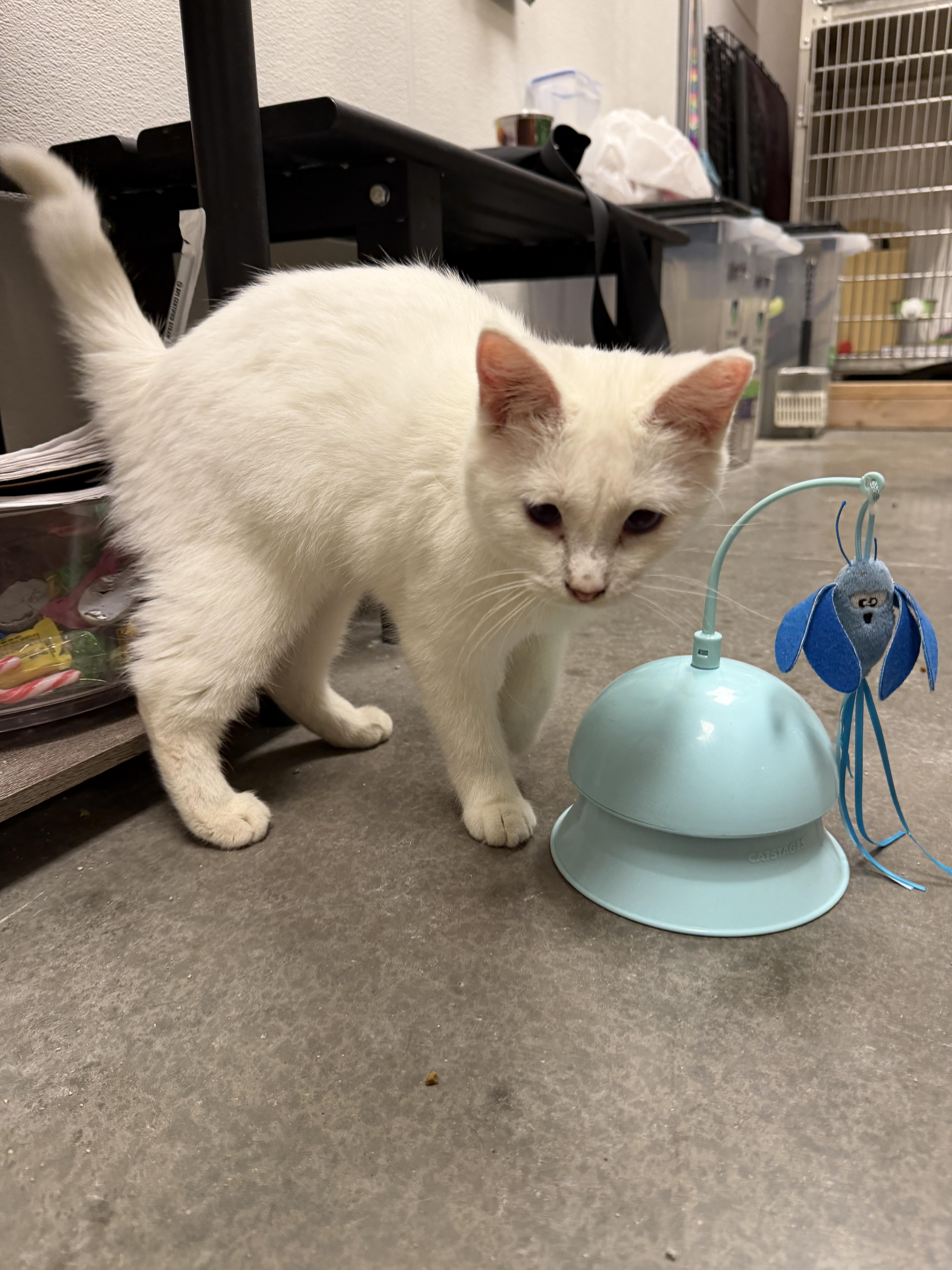 Noelle, ADOPTABLE, Kitten Female Domestic Short Hair.