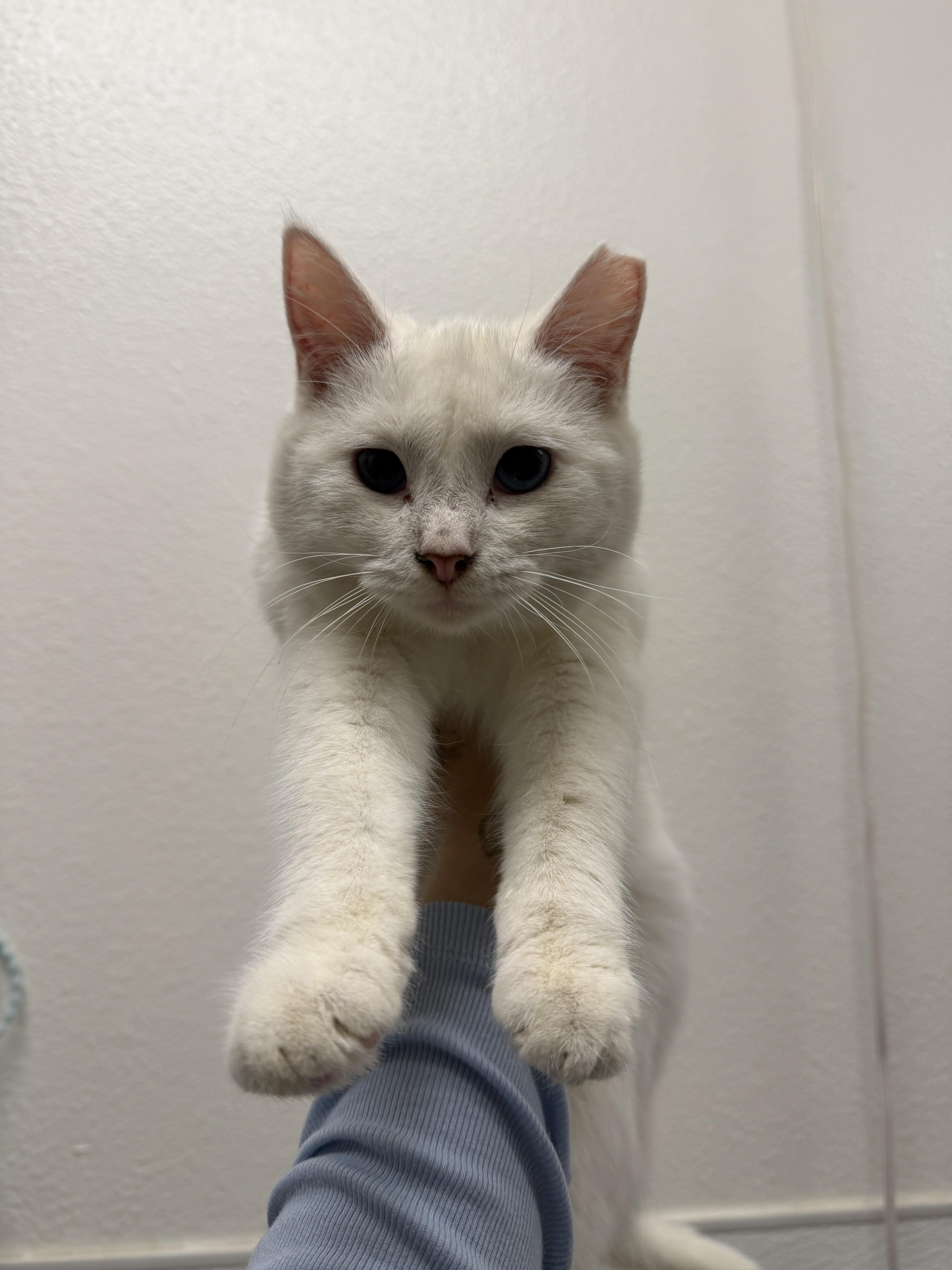 Enlarge Noelle, a ADOPTABLE Domestic Short Hair in Chandler, AZ image 2/2