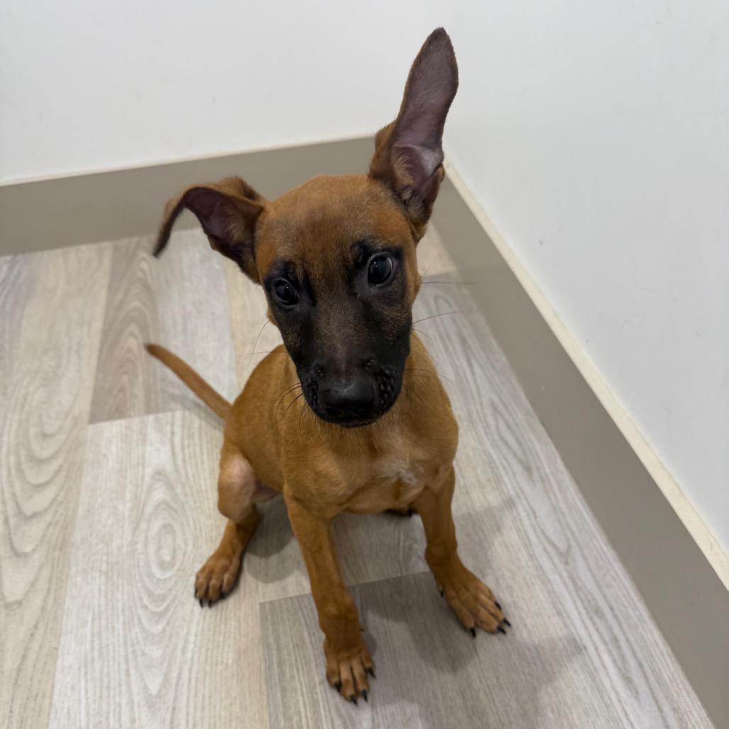 Enlarge Marine - Chino Hills Location, a Adoptable mixed breed in Chino Hills, CA image 1/6