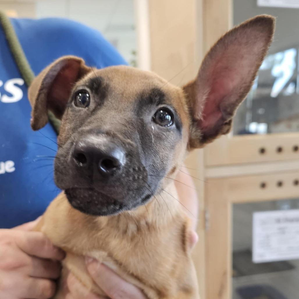 Enlarge Marine - Chino Hills Location, a Adoptable mixed breed in Chino Hills, CA image 3/6