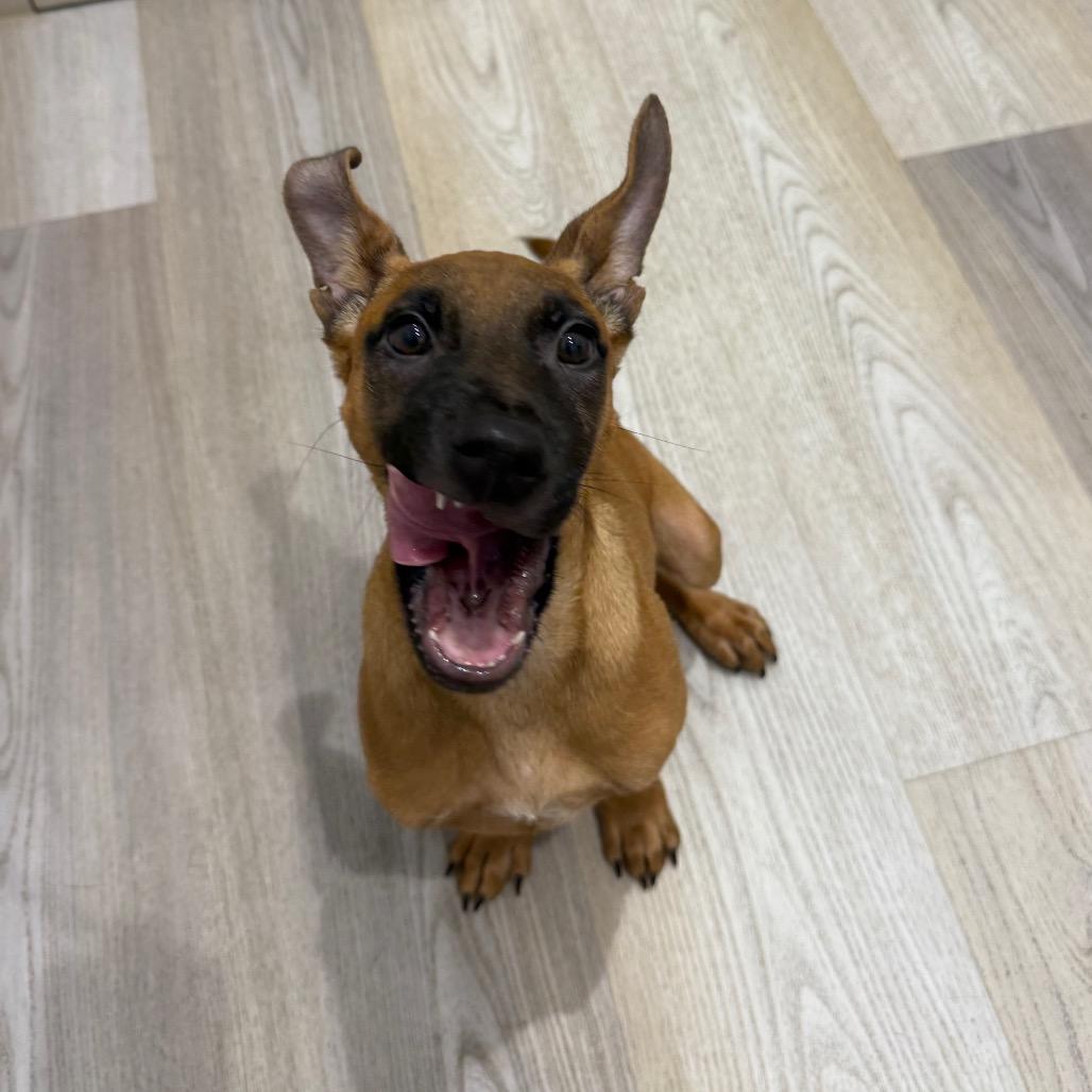 Enlarge Marine - Chino Hills Location, a Adoptable mixed breed in Chino Hills, CA image 4/6