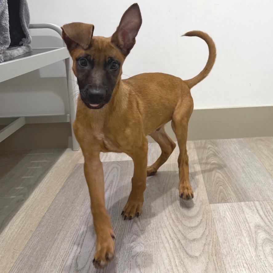 Enlarge Marine - Chino Hills Location, a Adoptable mixed breed in Chino Hills, CA image 6/6