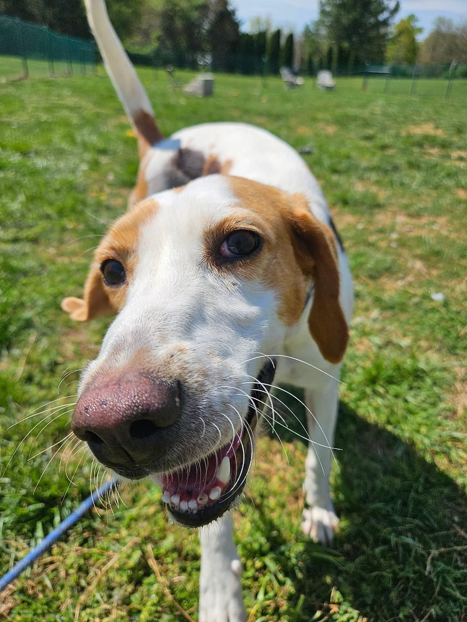 Enlarge Lil Whisk, a ADOPTABLE Hound in Culpeper, VA image 3/4