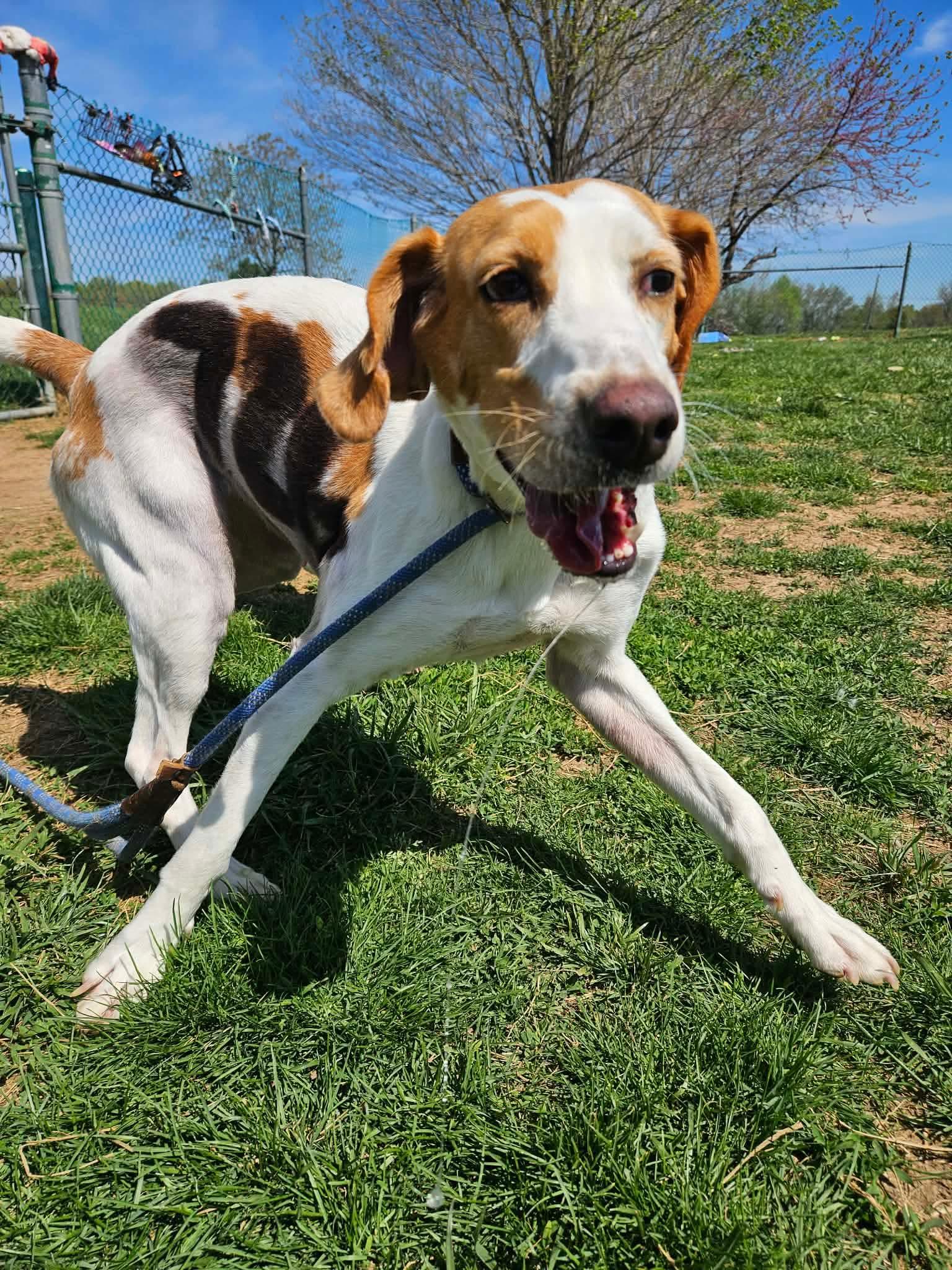 Lil Whisk, ADOPTABLE, Young Female Hound.