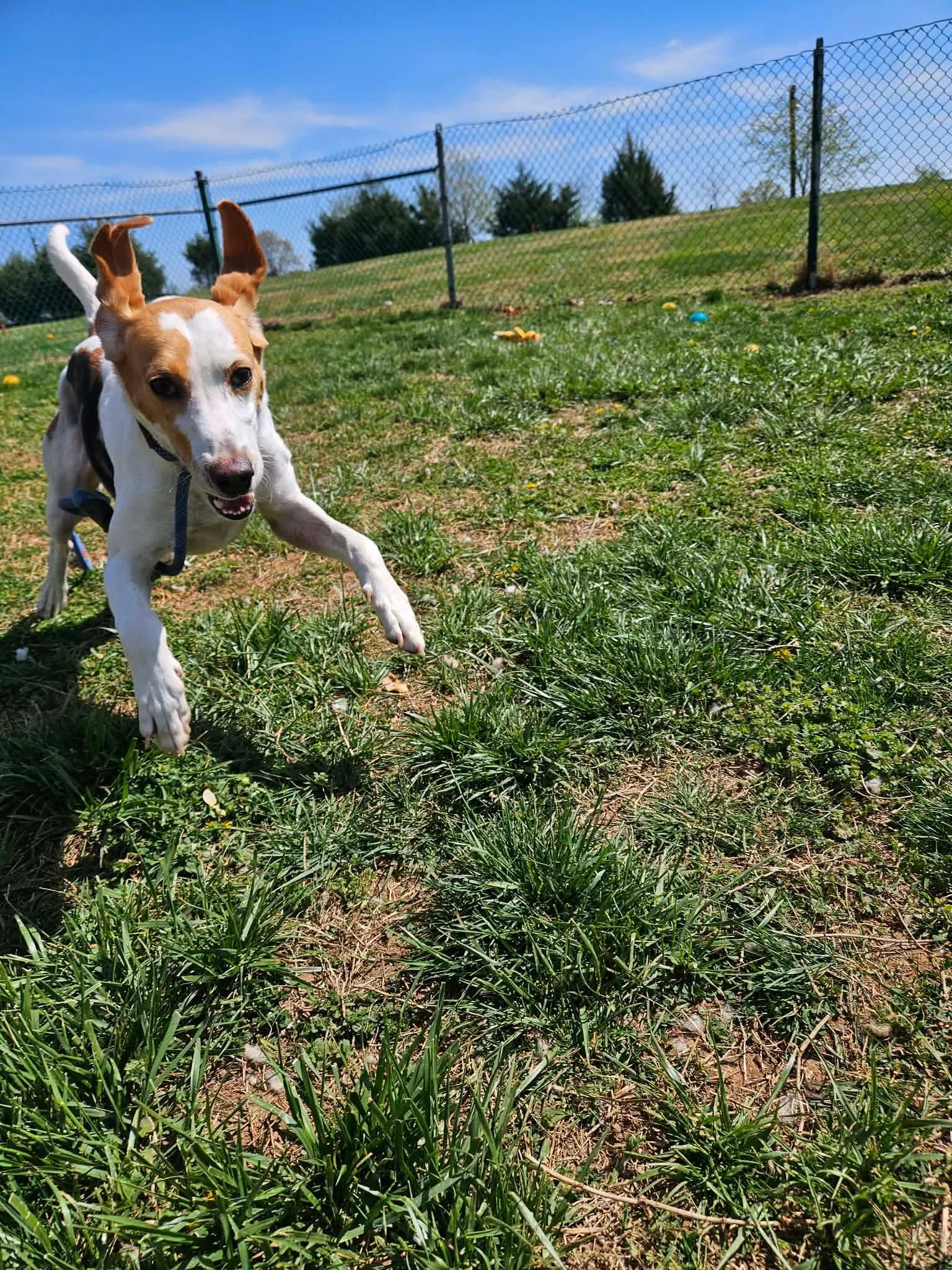 Enlarge Lil Whisk, a ADOPTABLE Hound in Culpeper, VA image 4/4