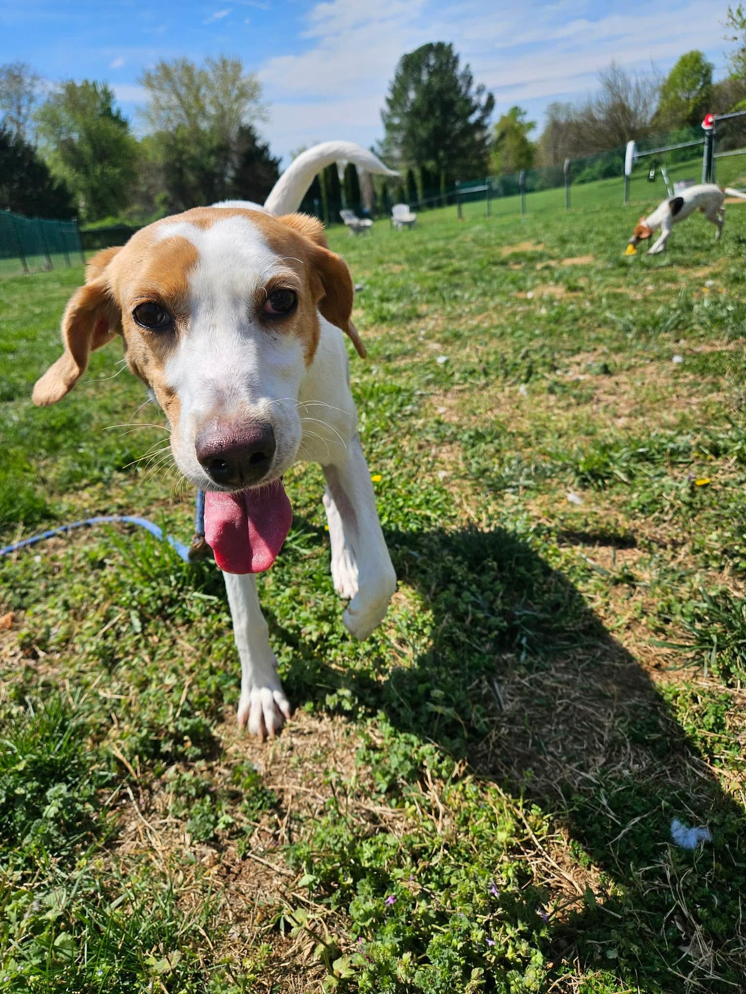 Enlarge Lil Whisk, a ADOPTABLE Hound in Culpeper, VA image 2/4