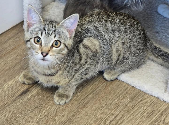 Mandy, ADOPTABLE, Young Female Domestic Short Hair.