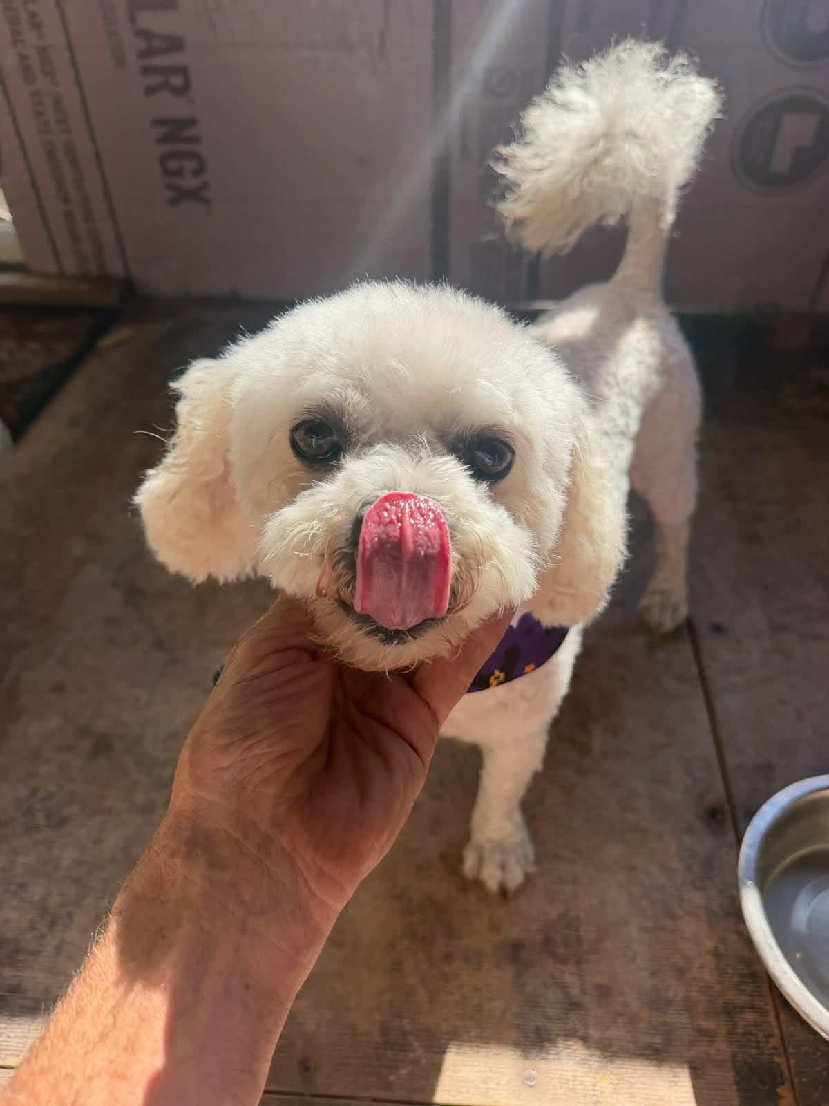Enlarge Pickles available at Charlie's Little Dog House, a Adoptable mixed breed in PORTLAND, OR image 1/2