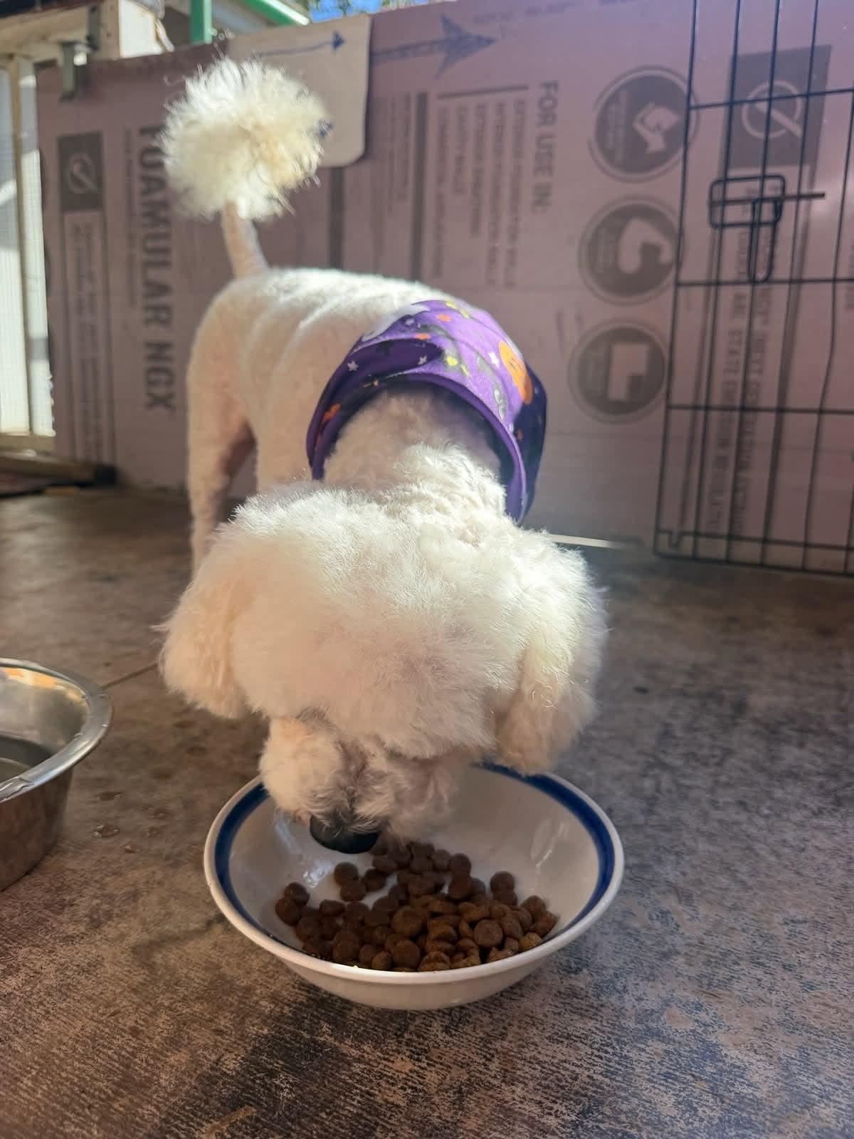 Enlarge Pickles available at Charlie's Little Dog House, a Adoptable mixed breed in PORTLAND, OR image 2/2