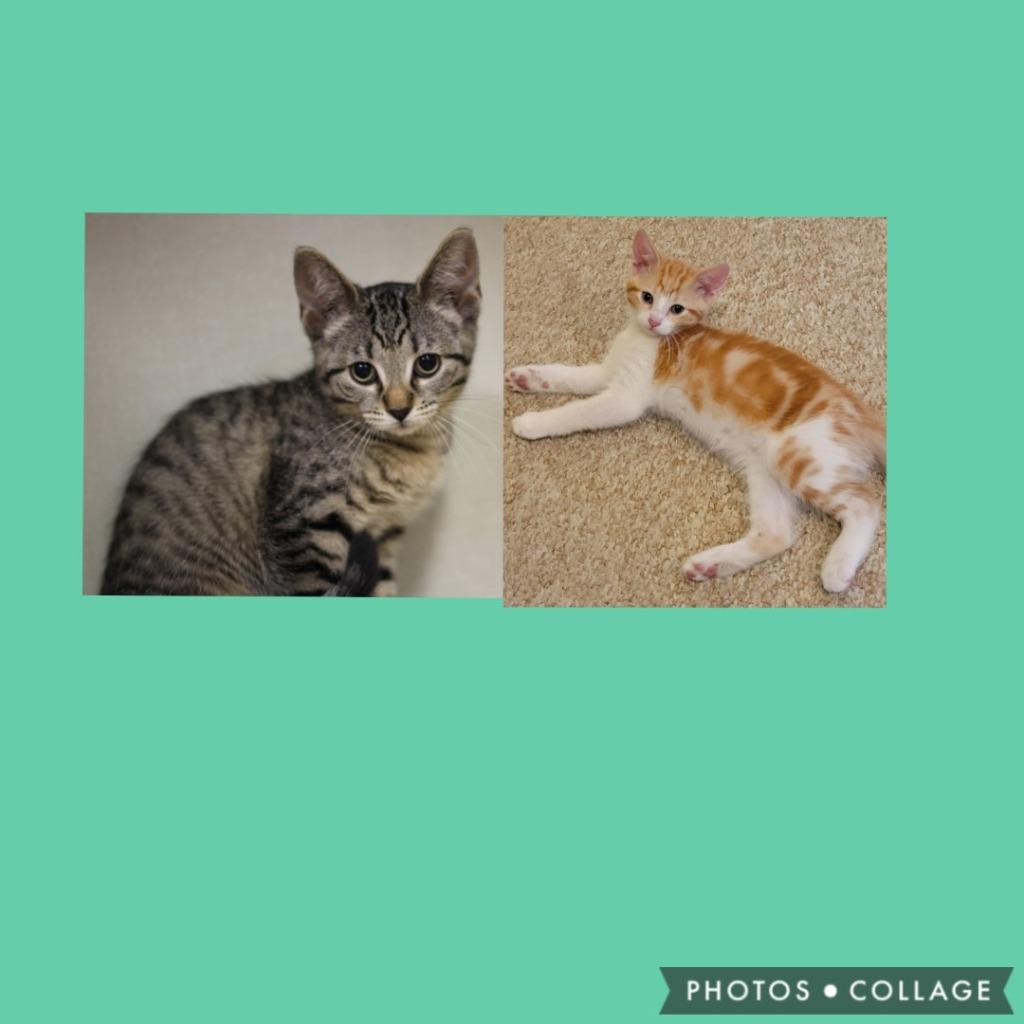 Poof and Tigey(SPONSORED), Adoptable, Kitten Male Domestic Short Hair.